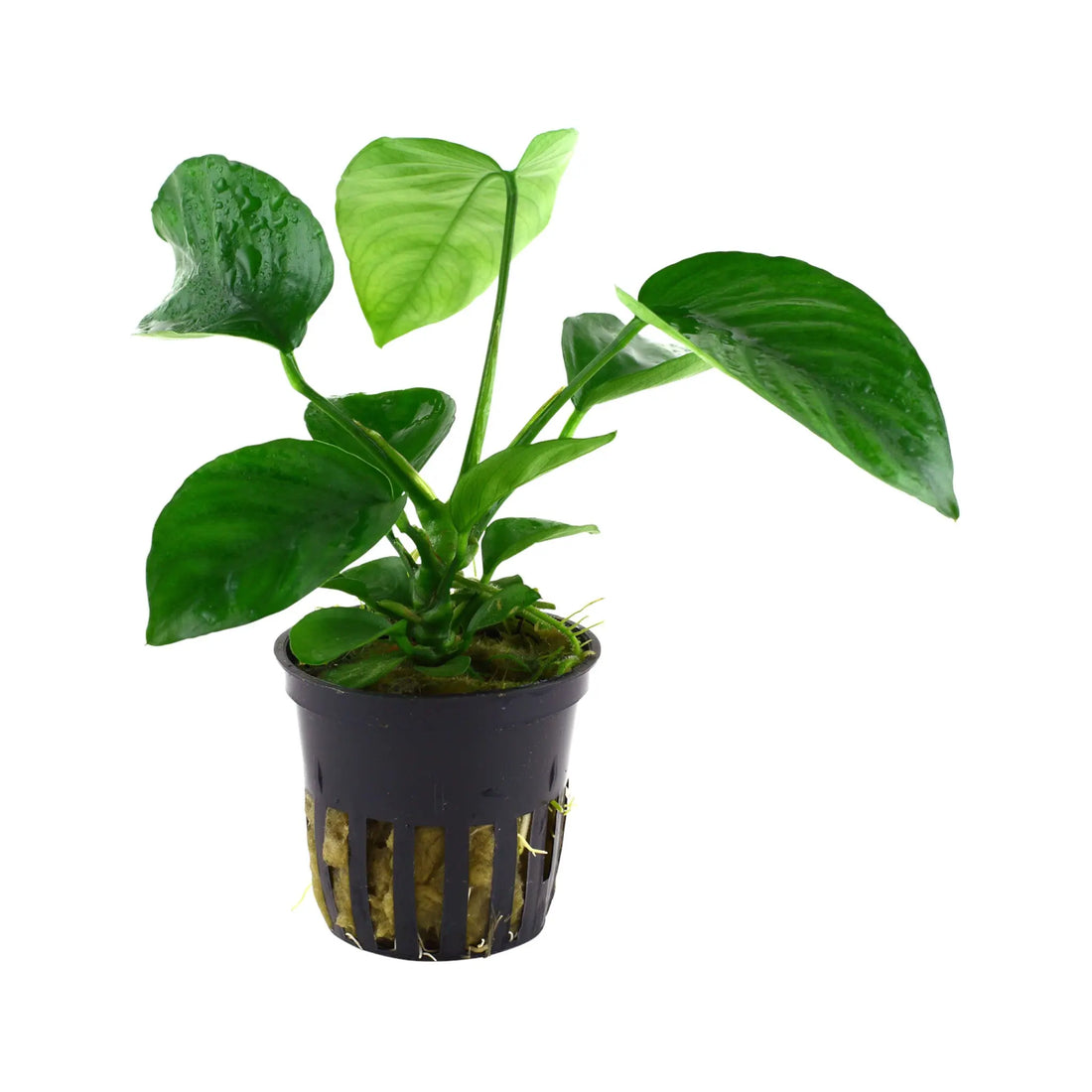 Anubias barteri var. caladiifolia Tropica