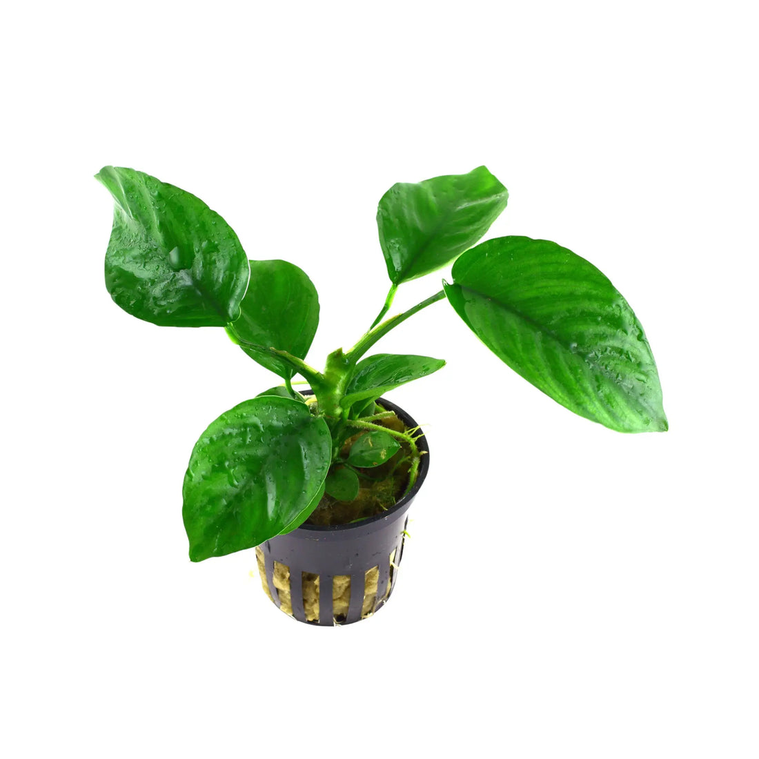 Anubias barteri var. caladiifolia Tropica