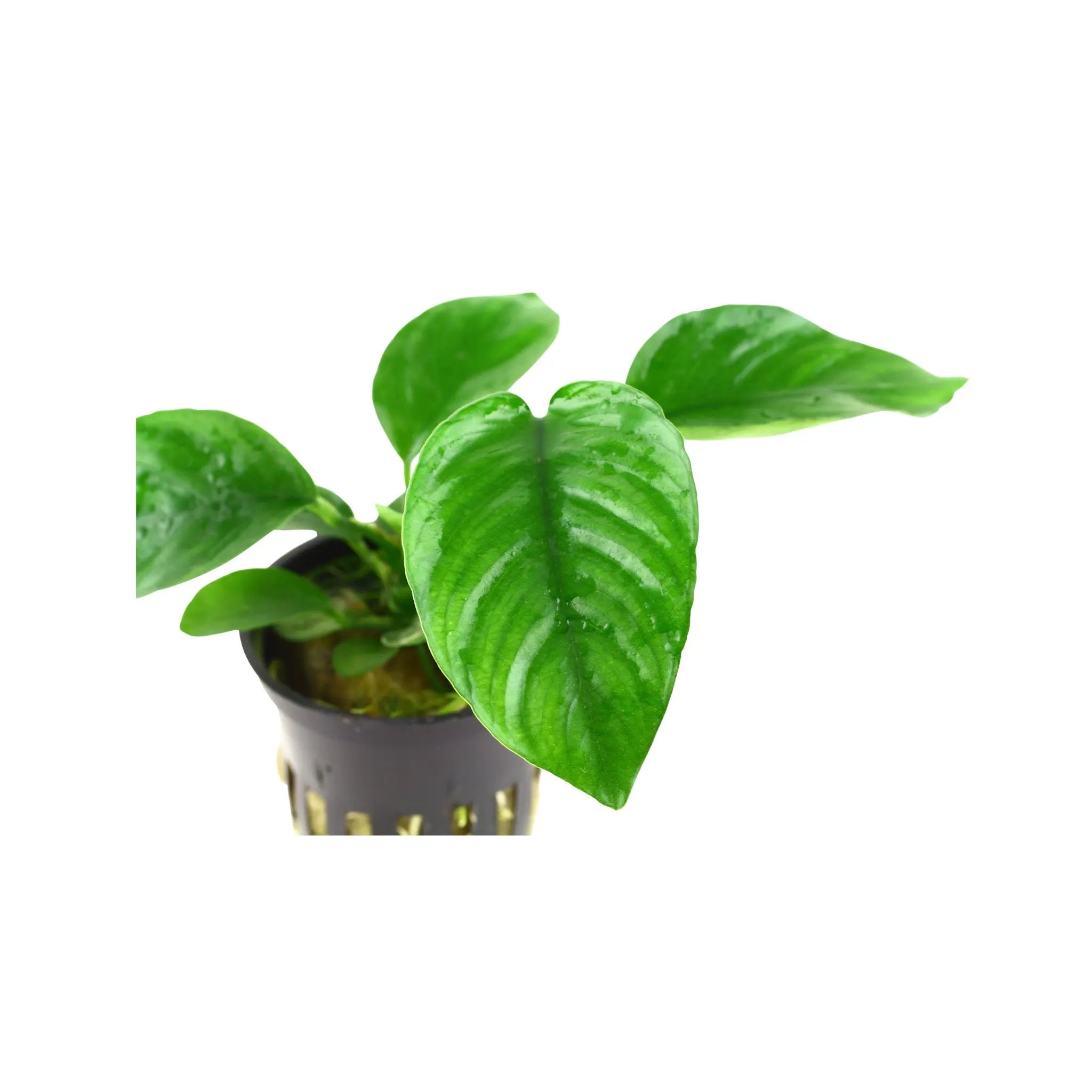 Anubias barteri var. caladiifolia Tropica