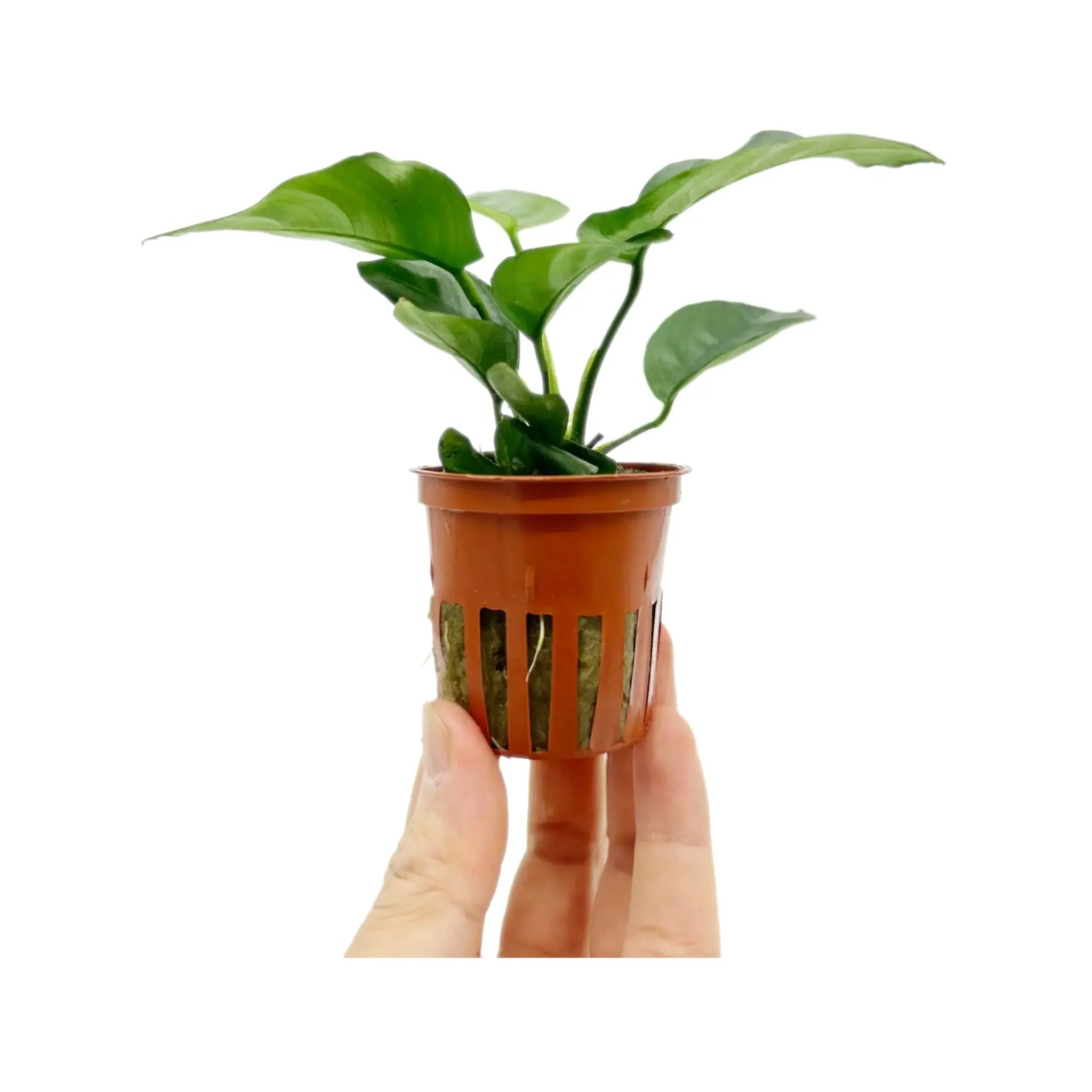 Anubias barteri var. caladiifolia Tropica