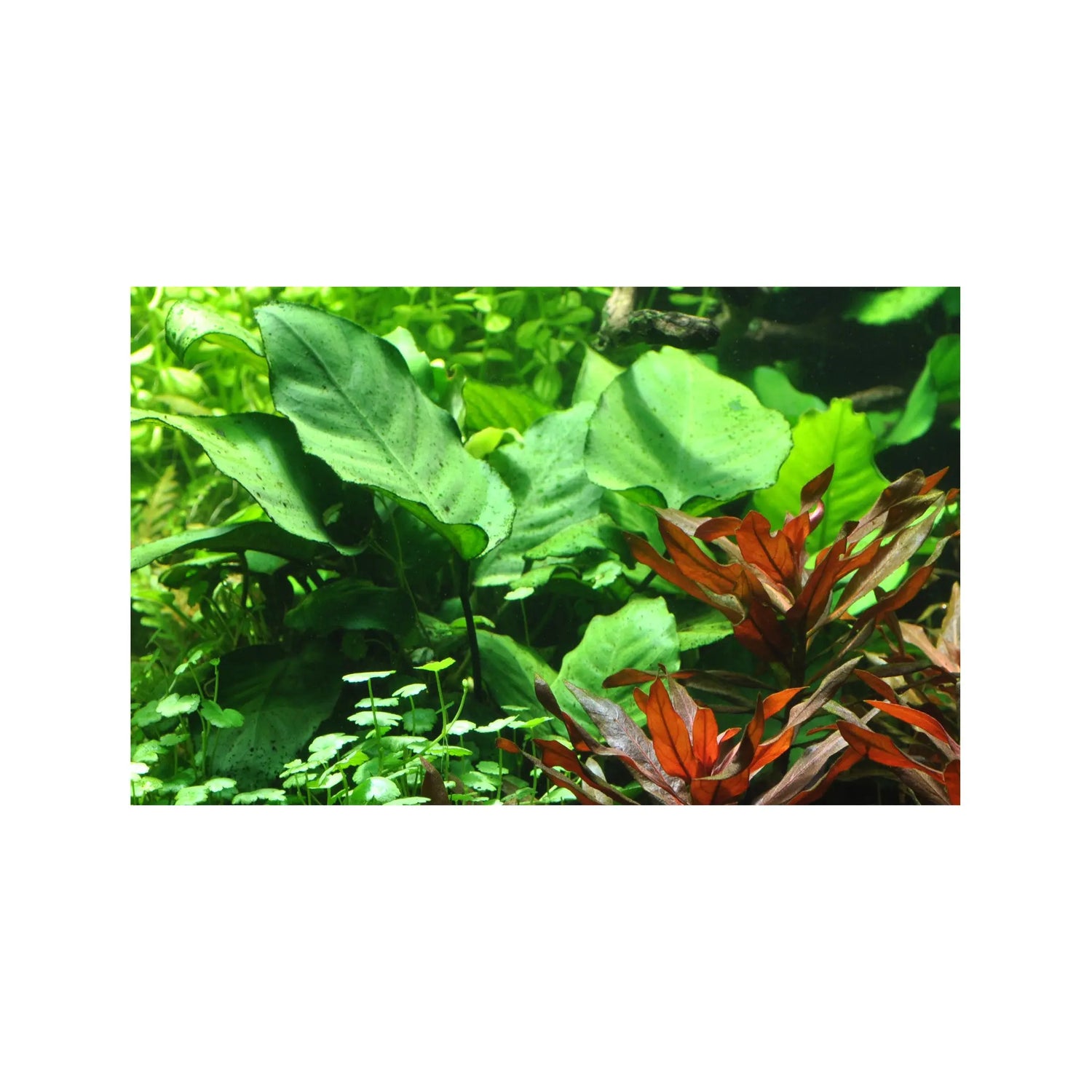 Anubias barteri var. caladiifolia Tropica