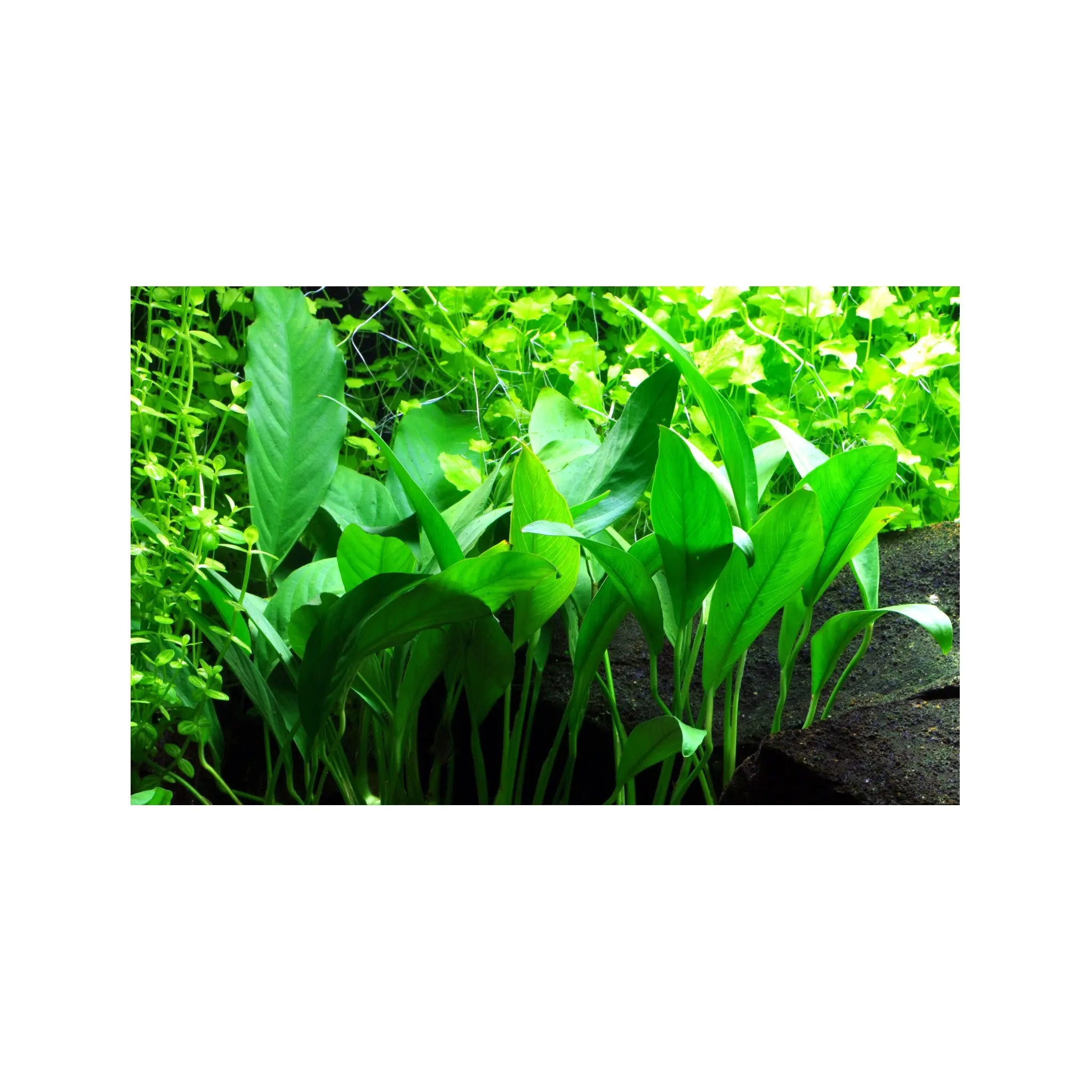 Anubias barteri var. glabra Tropica