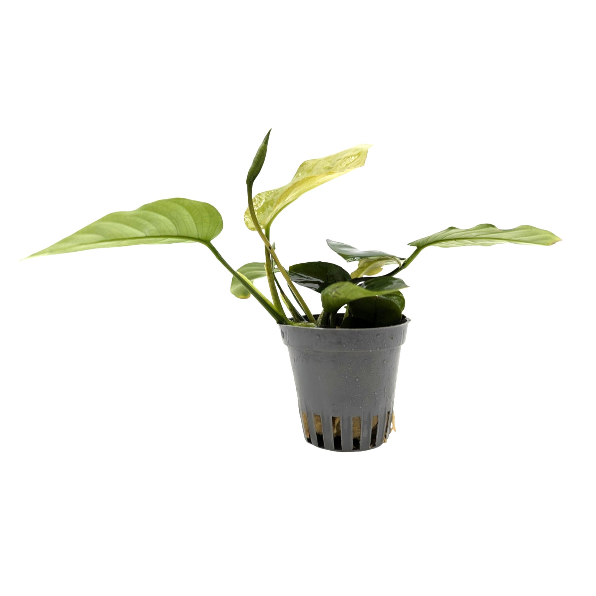 Anubias barteri