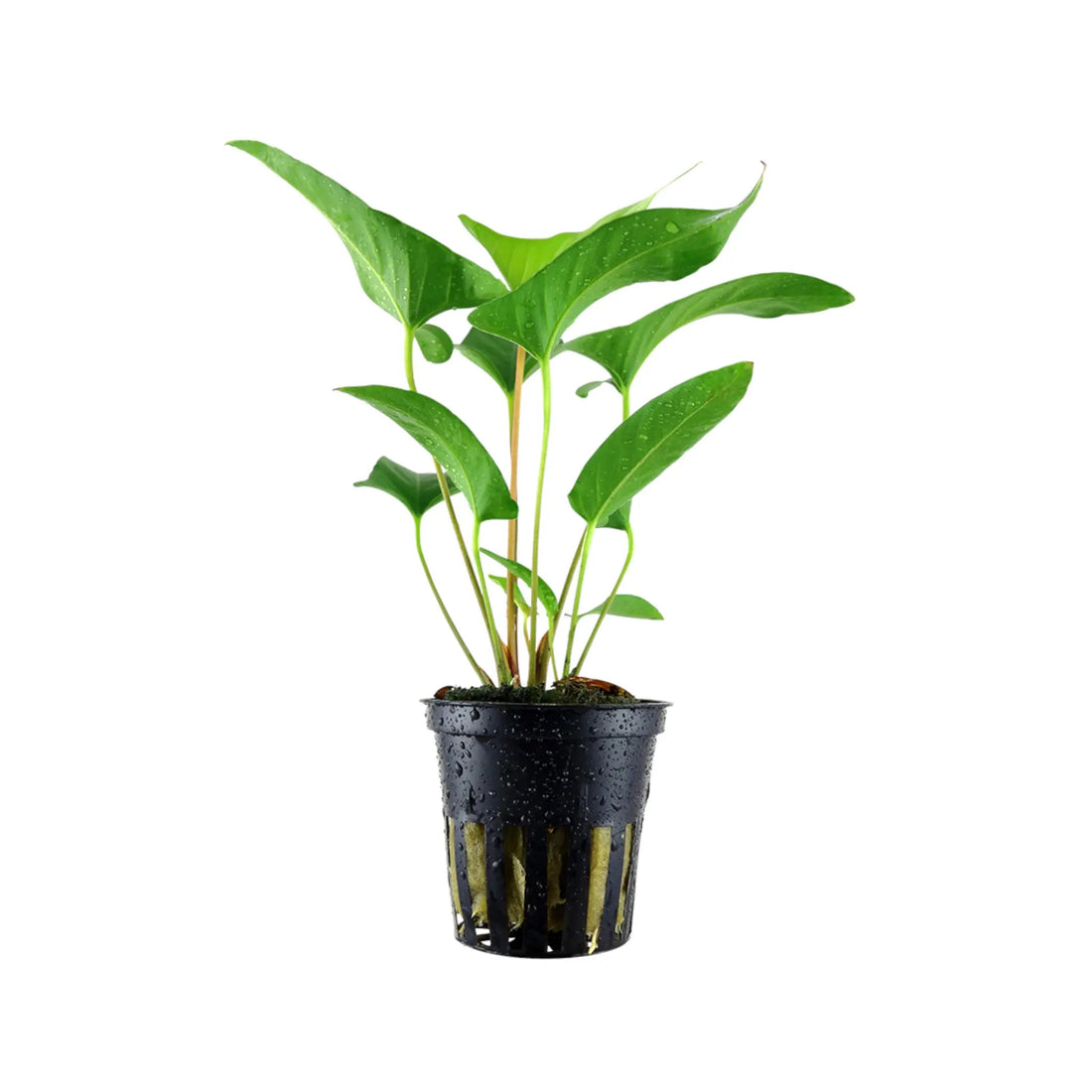 Anubias gracilis Tropica