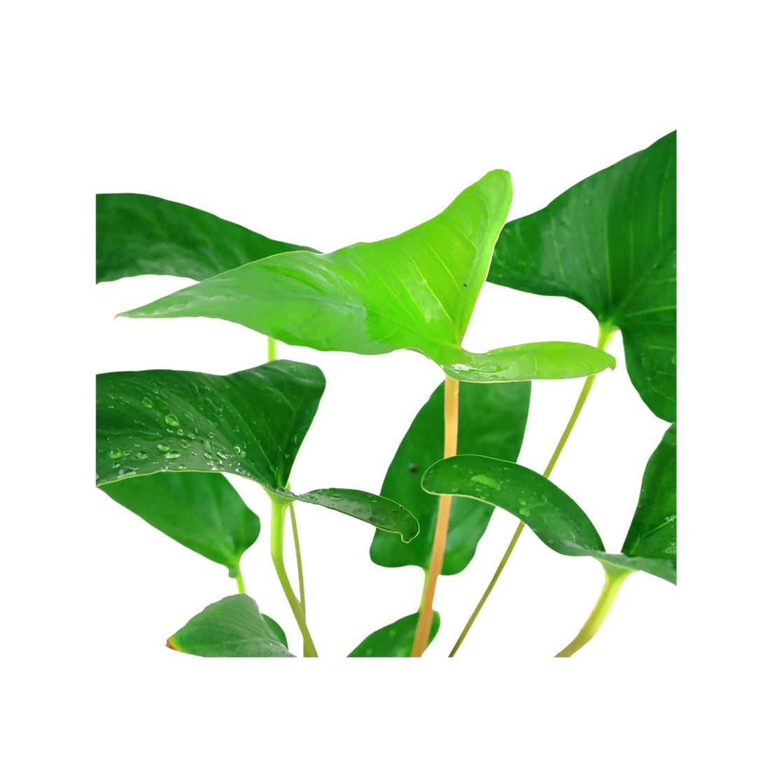 Anubias gracilis Tropica