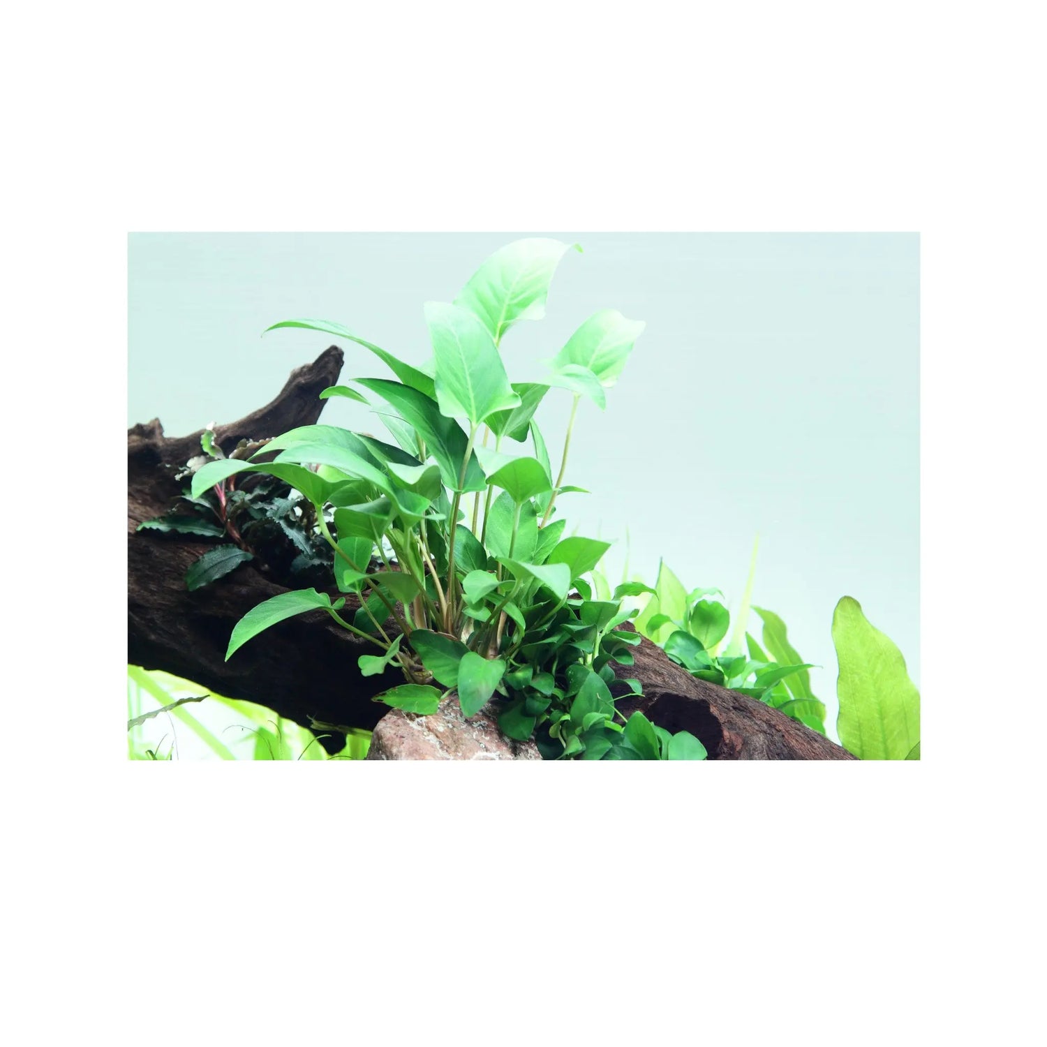 Anubias gracilis Tropica