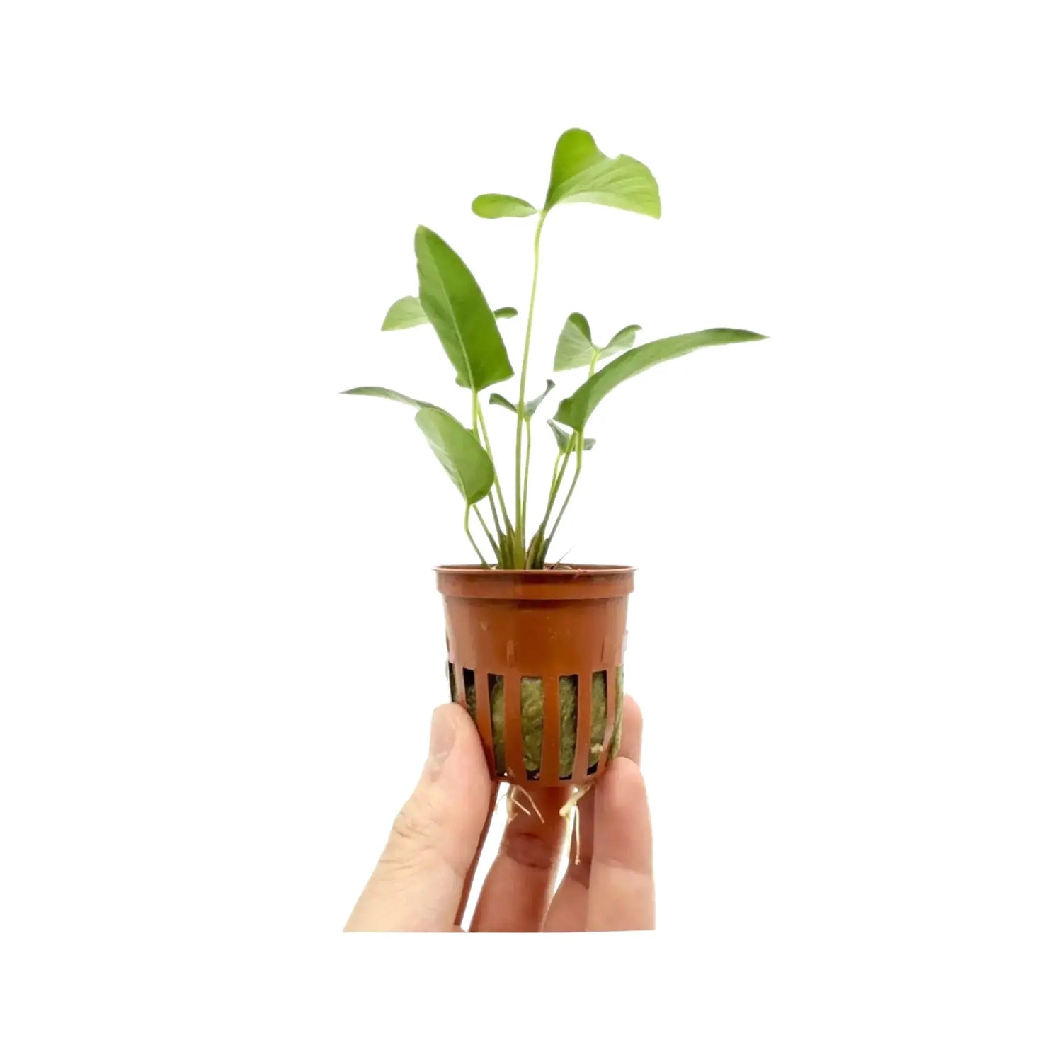 Anubias gracilis Tropica