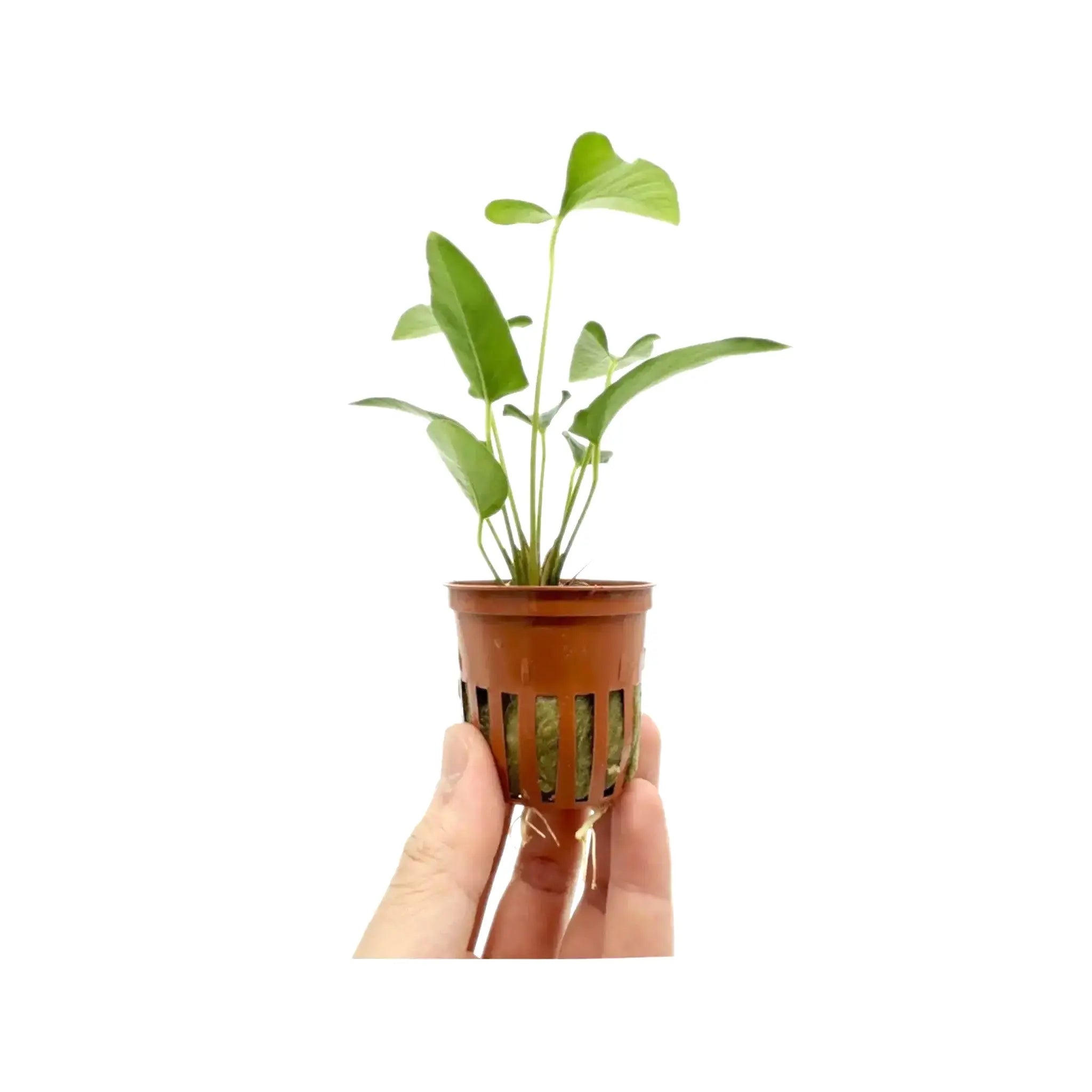 Anubias gracilis Tropica