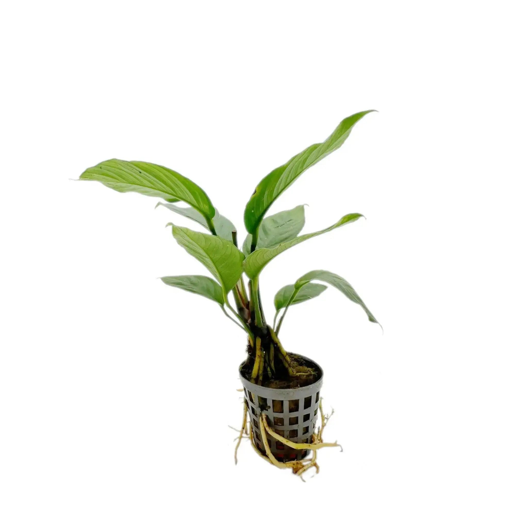 Anubias heterophylla minima anubias heterophylla minecraft - ooonsk.ru saytida Anubias heterophylla minima anubias heterophylla minecraft - ooonsk.ru saytida