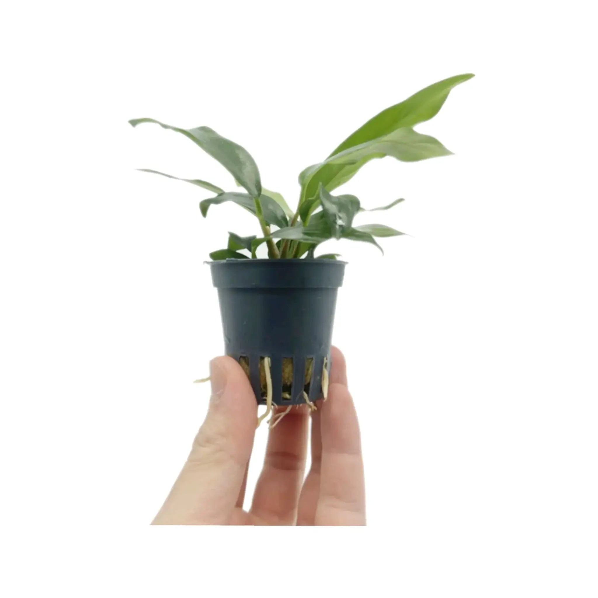 Anubias minima Aqua Essentials