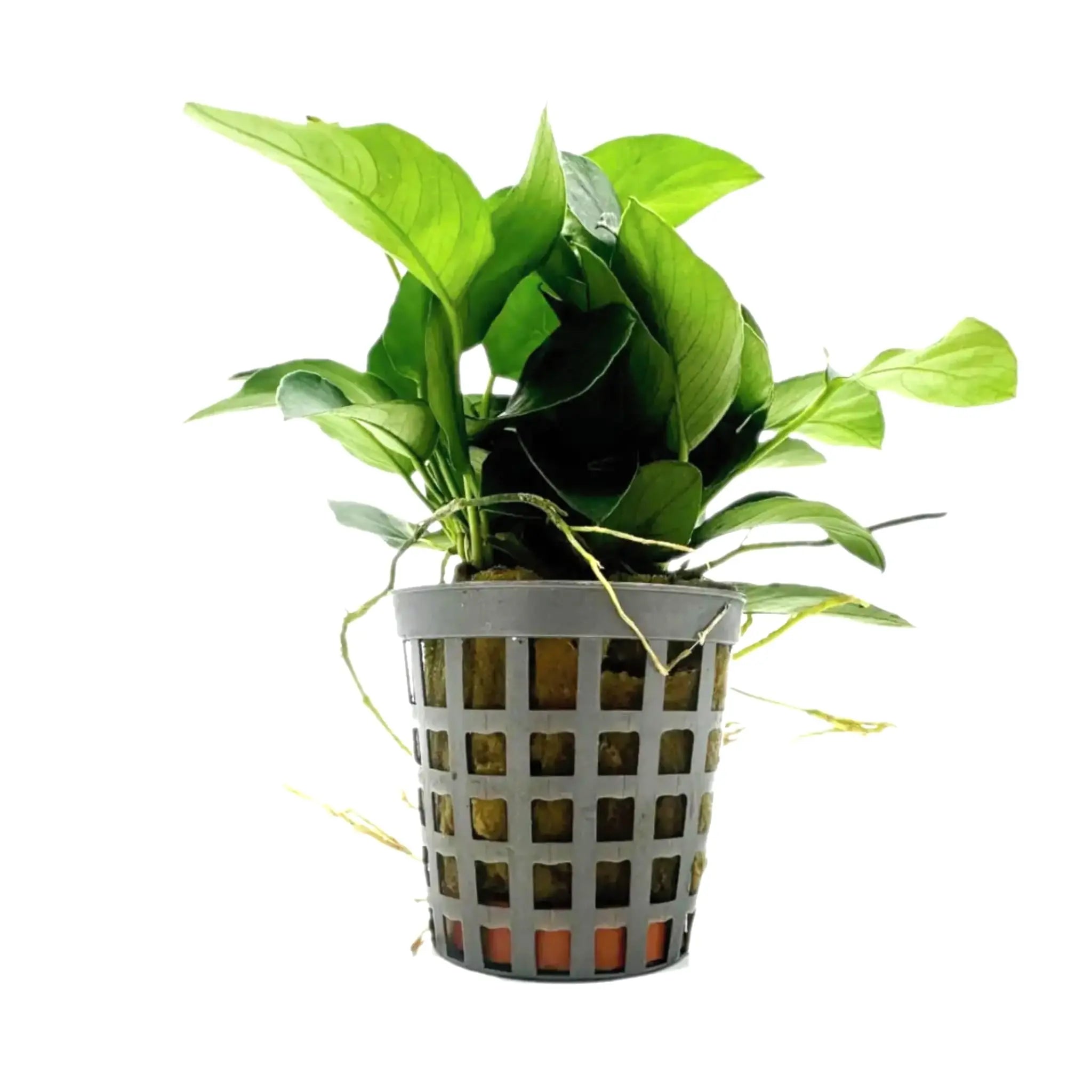 Anubias nana Aquafleur