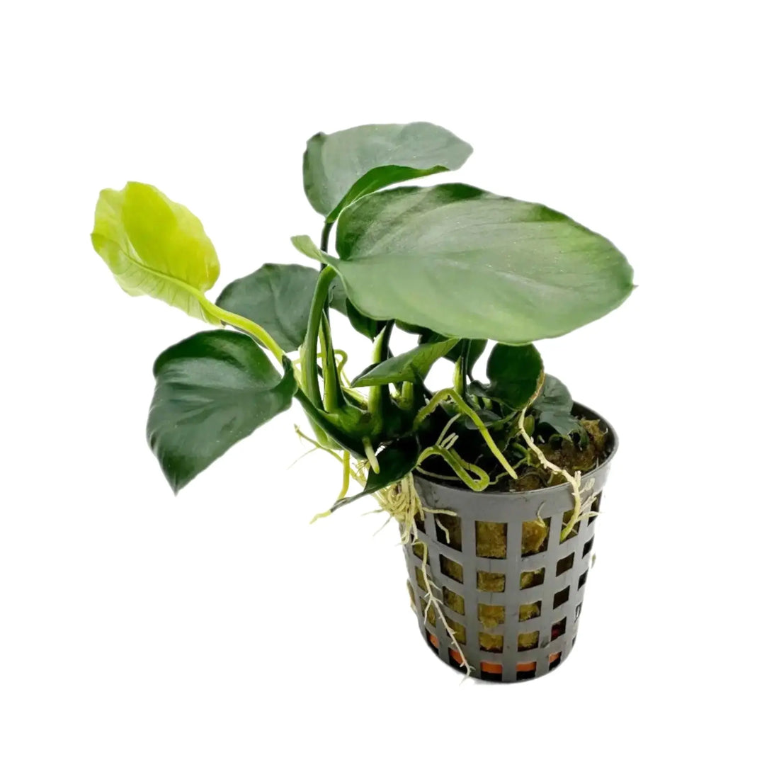 Anubias nana Coin Aquafleur