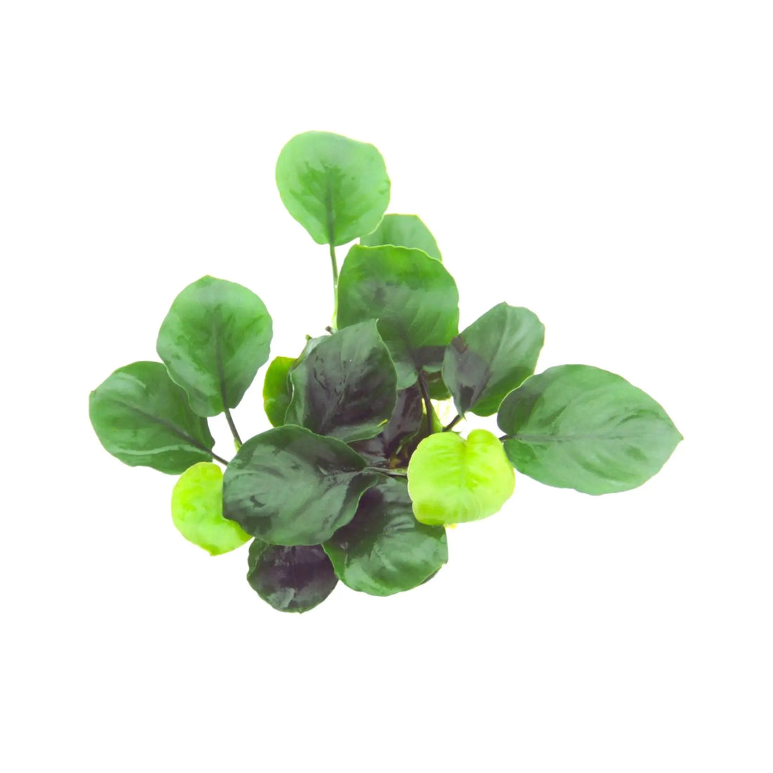 Anubias nana Coin Aquafleur