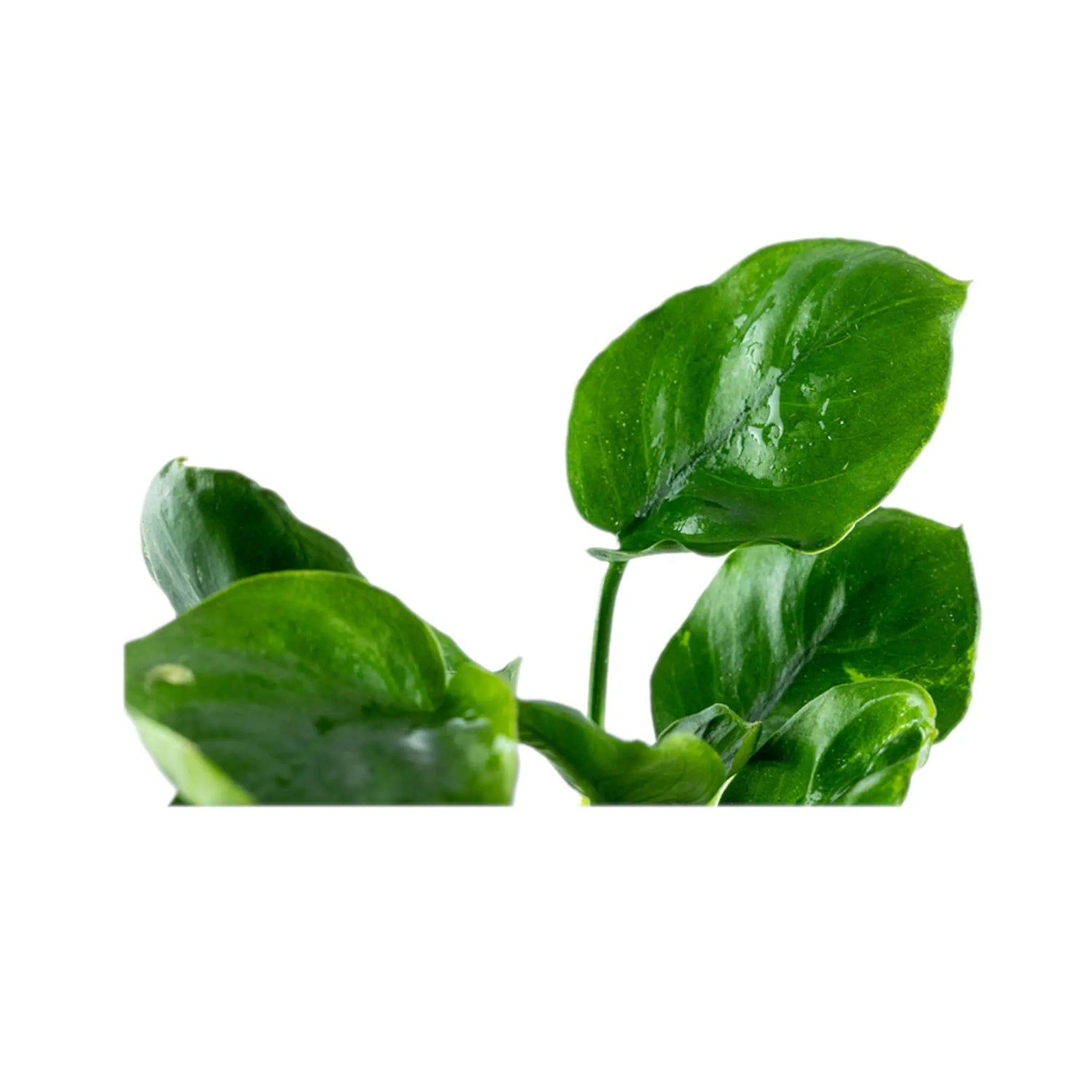 Anubias nana Coin Aquafleur
