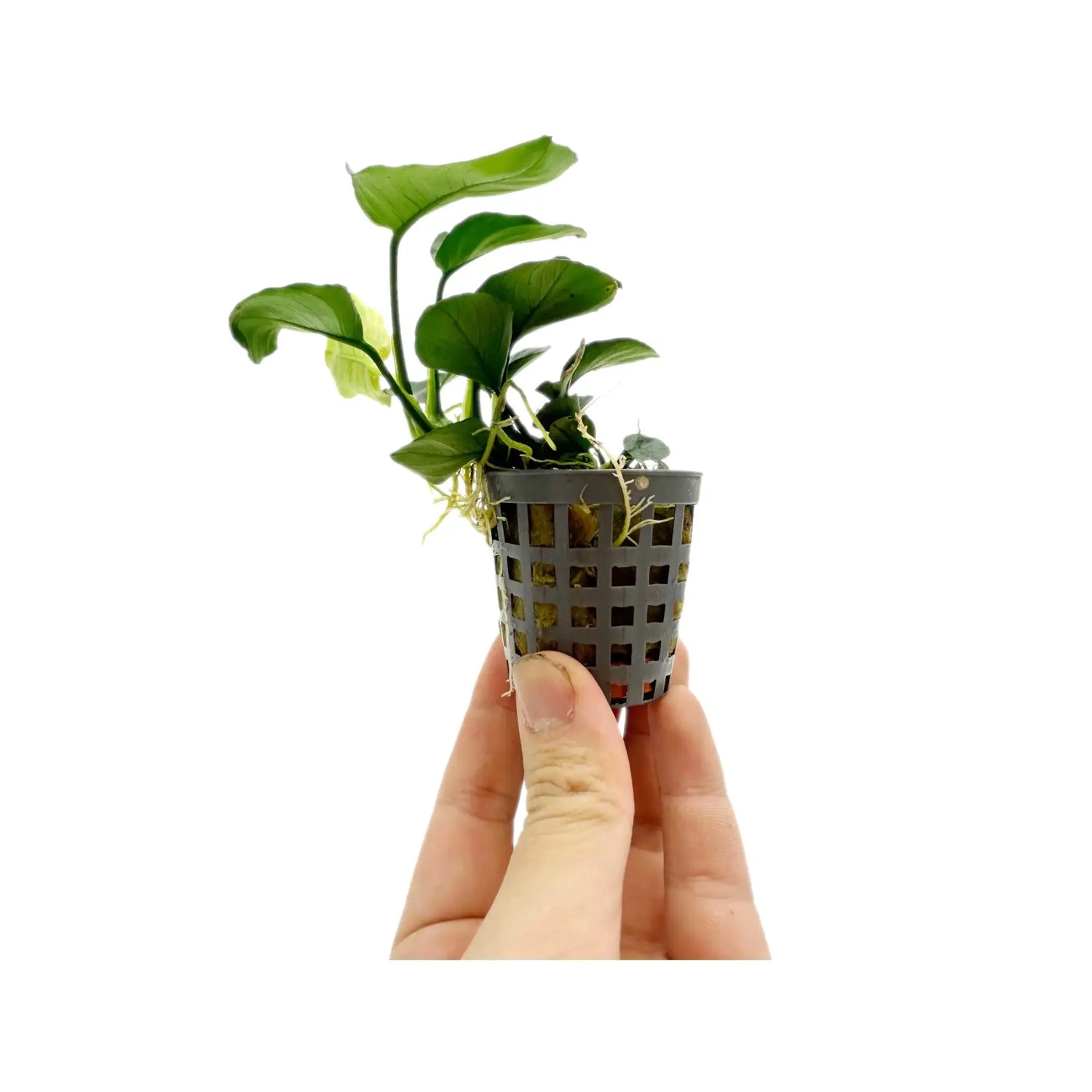 Anubias nana Coin Aquafleur