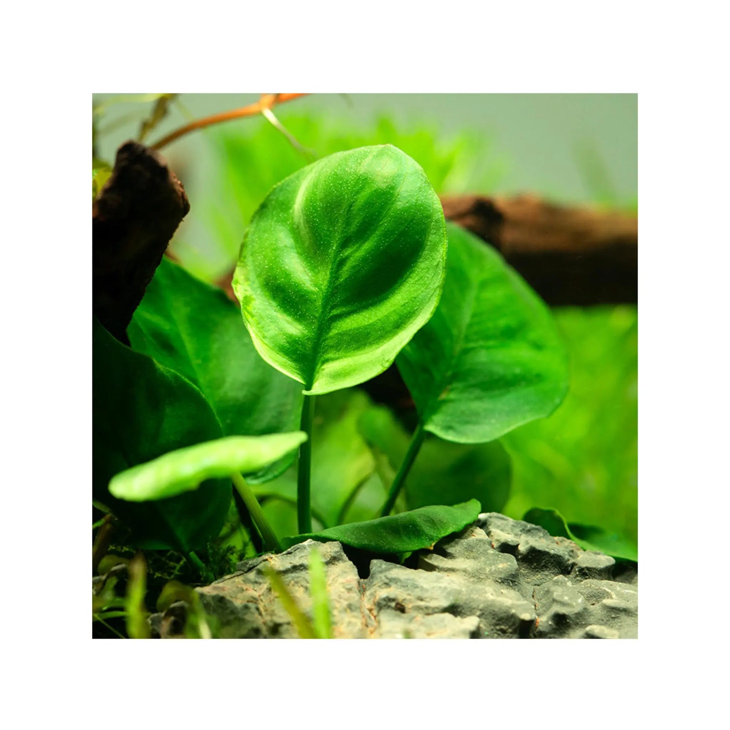 Anubias nana Coin Aquafleur