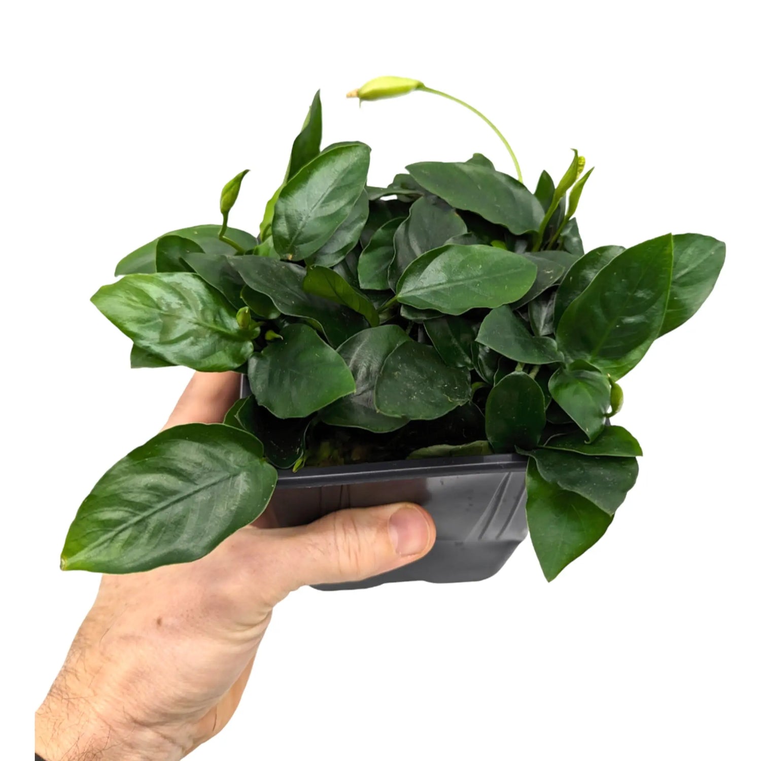 Anubias nana XL Pot Aquafleur