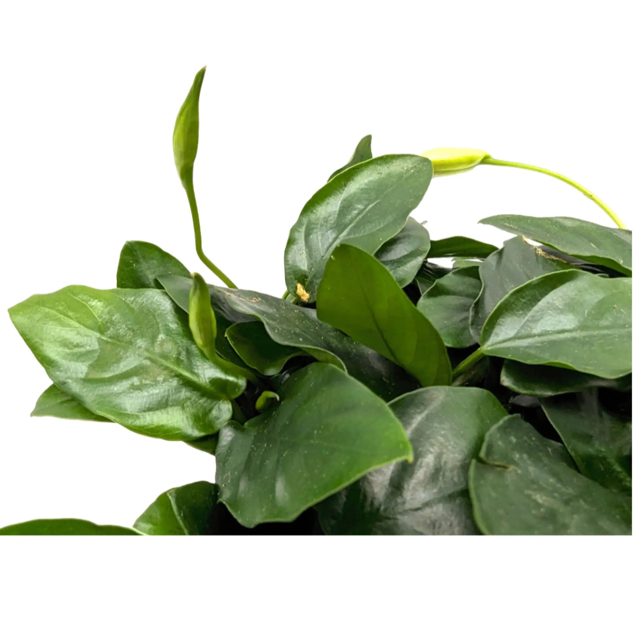Anubias nana XL Pot Aquafleur
