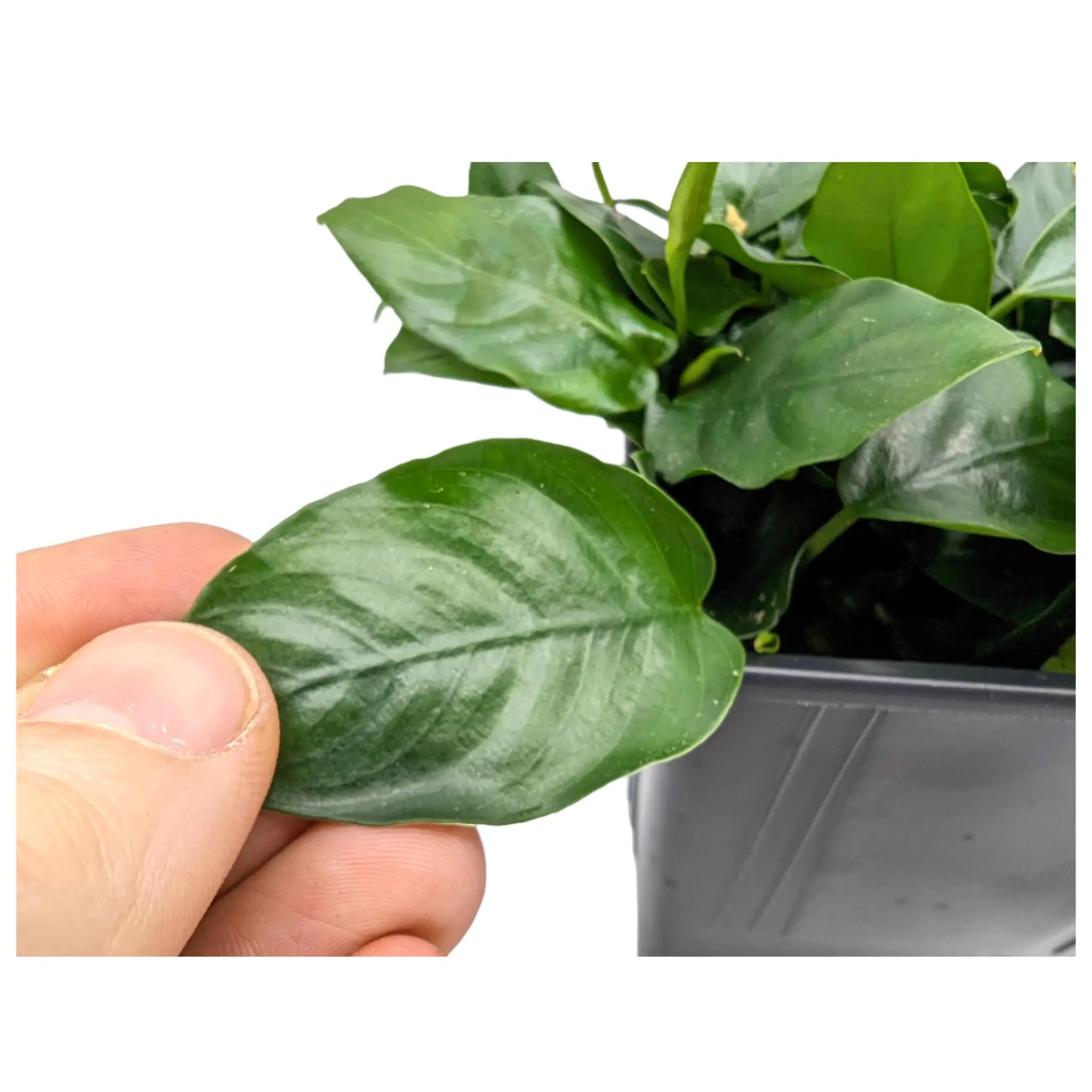 Anubias nana XL Pot Aquafleur