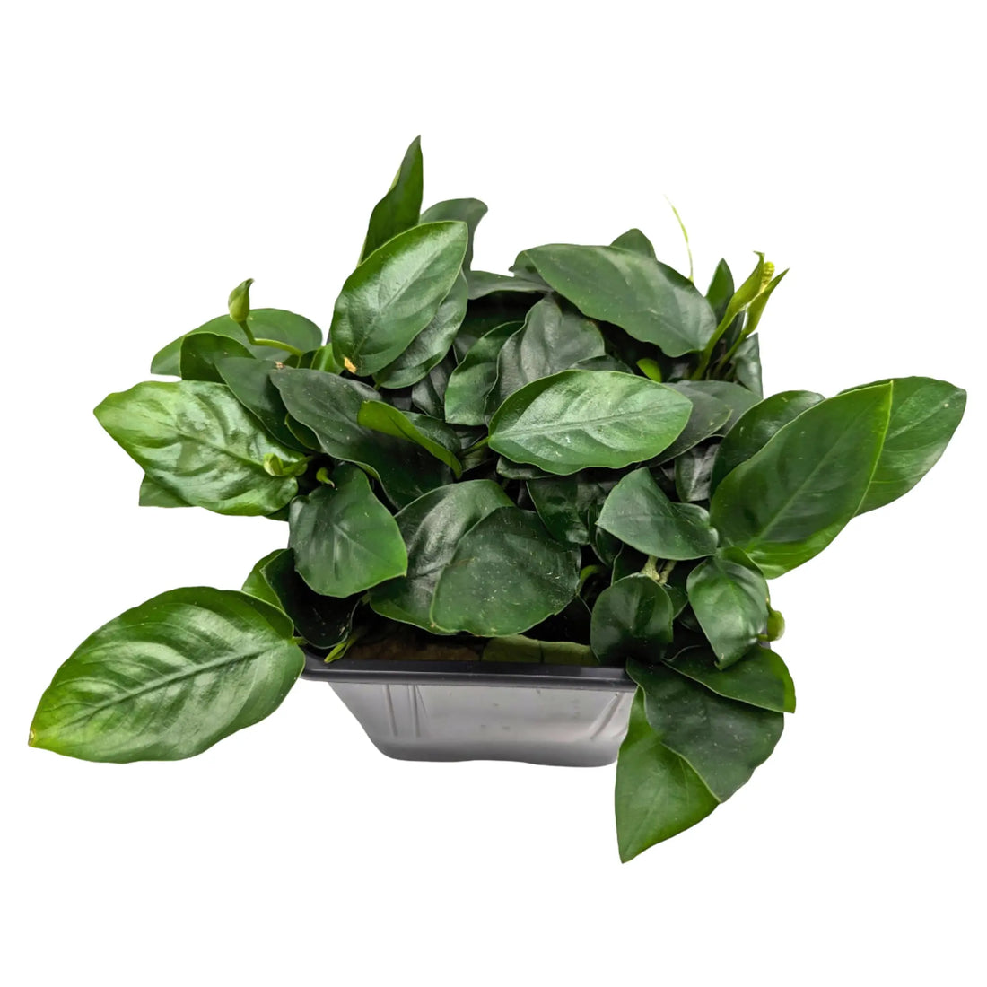 Anubias nana XL Pot Aquafleur