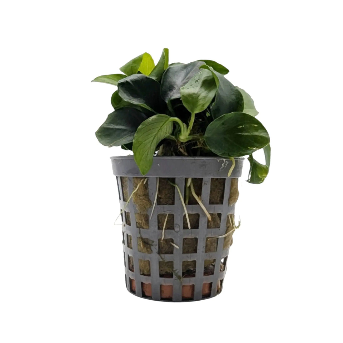 Anubias nana bonzai Aquafleur