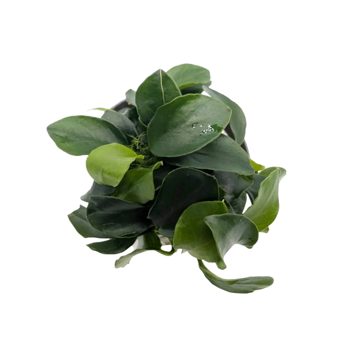 Anubias nana bonzai Aquafleur