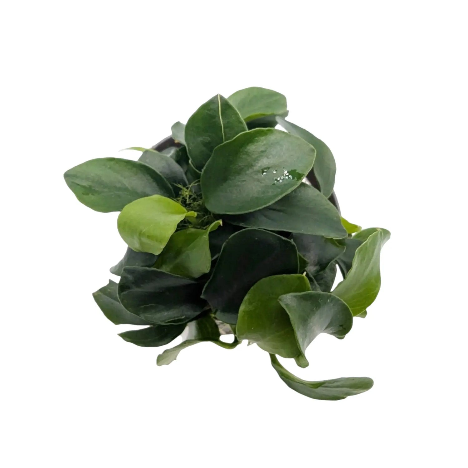 Anubias nana bonzai Aquafleur