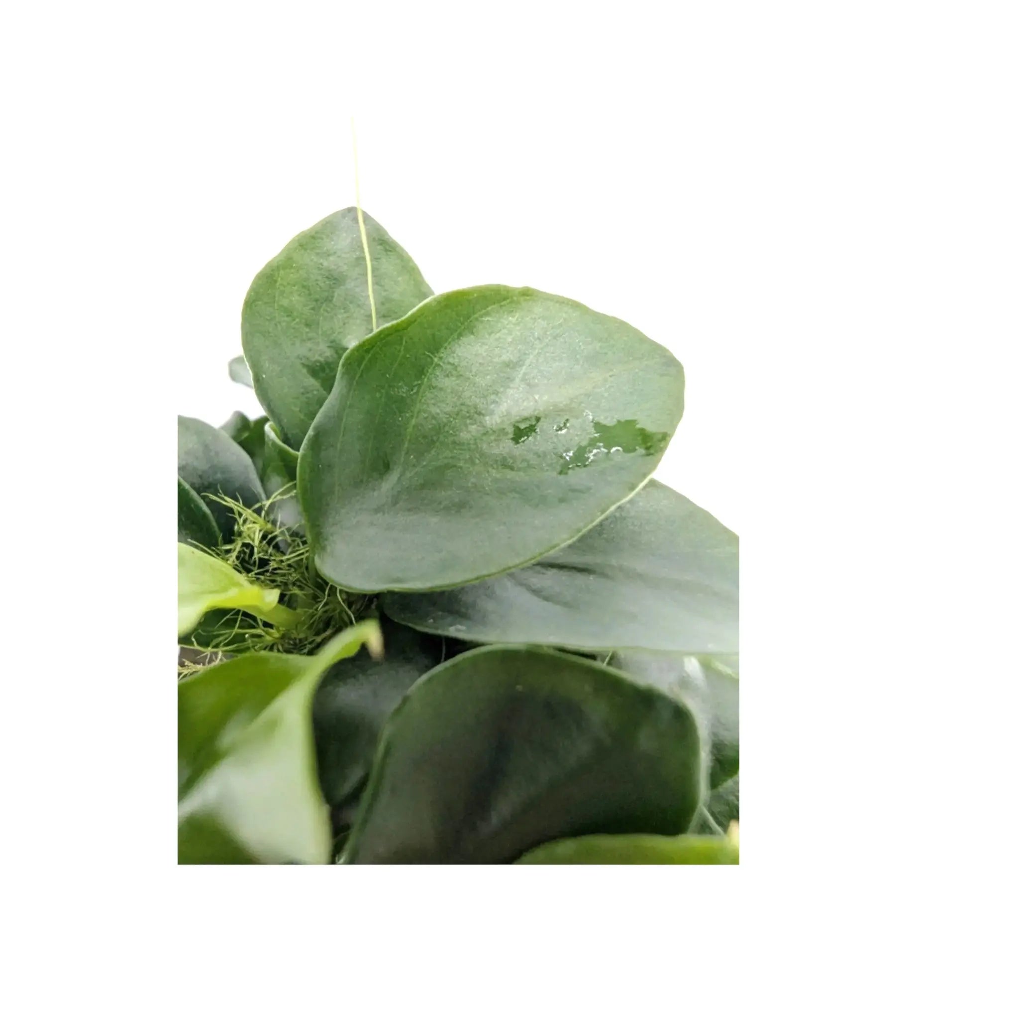 Anubias nana bonzai Aquafleur