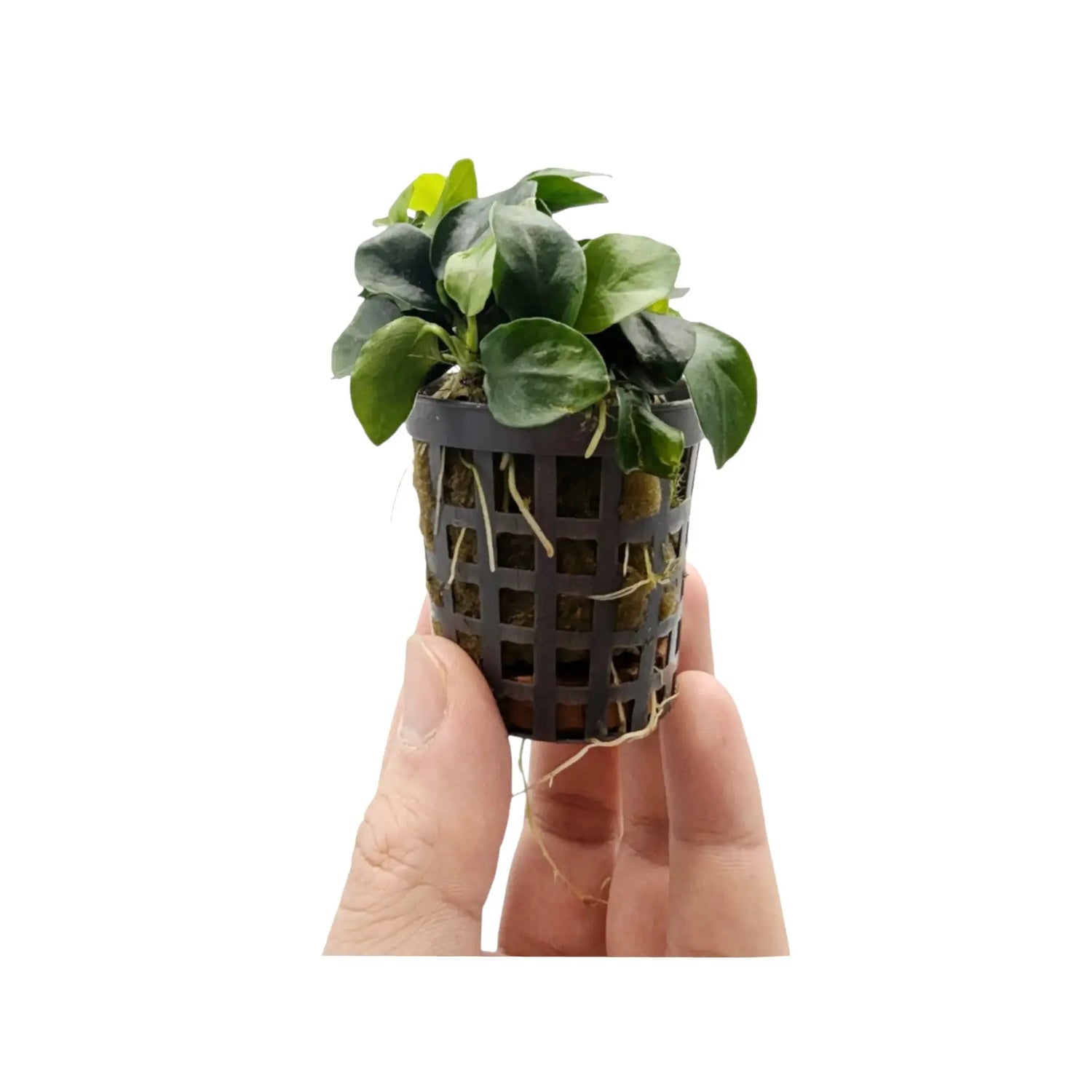 Anubias nana bonzai Aquafleur