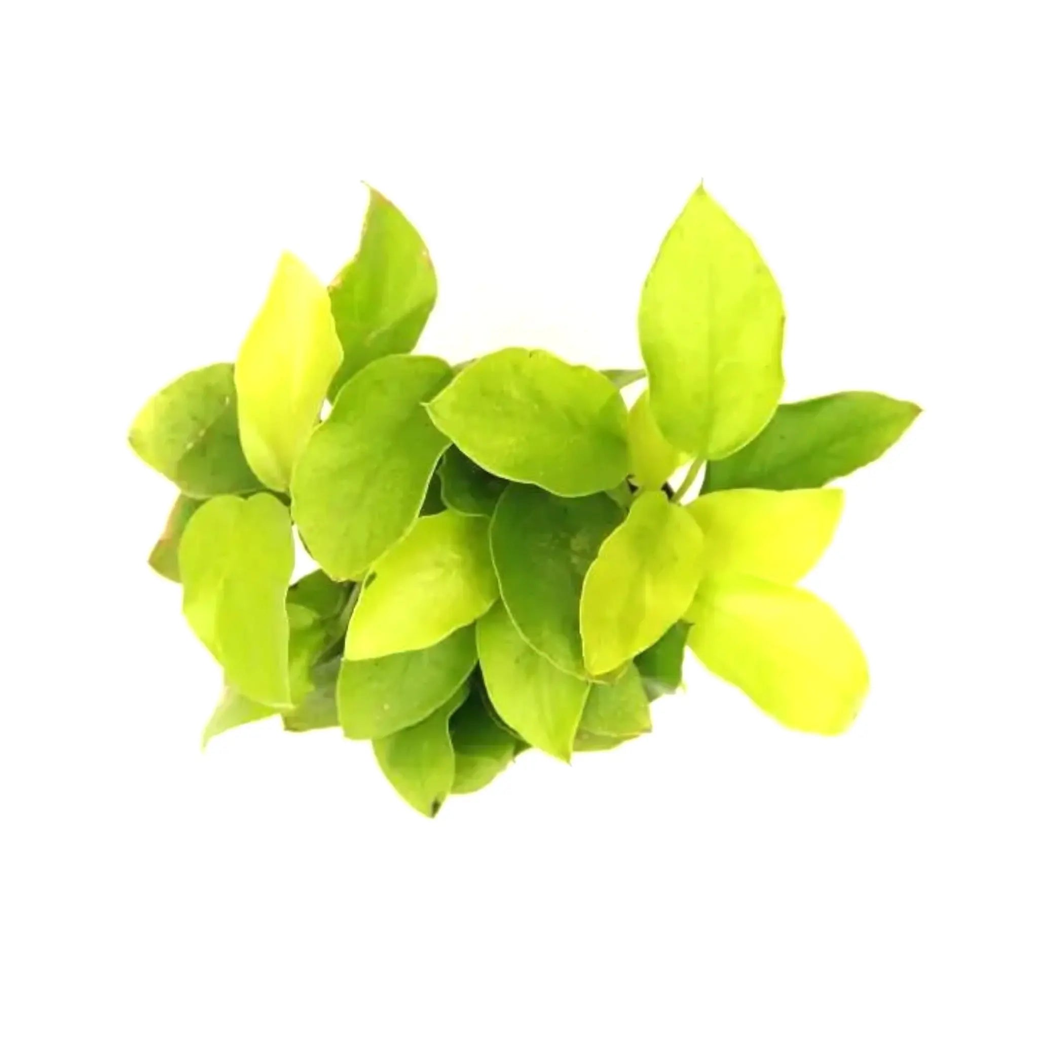 Anubias nana gold Dennerle
