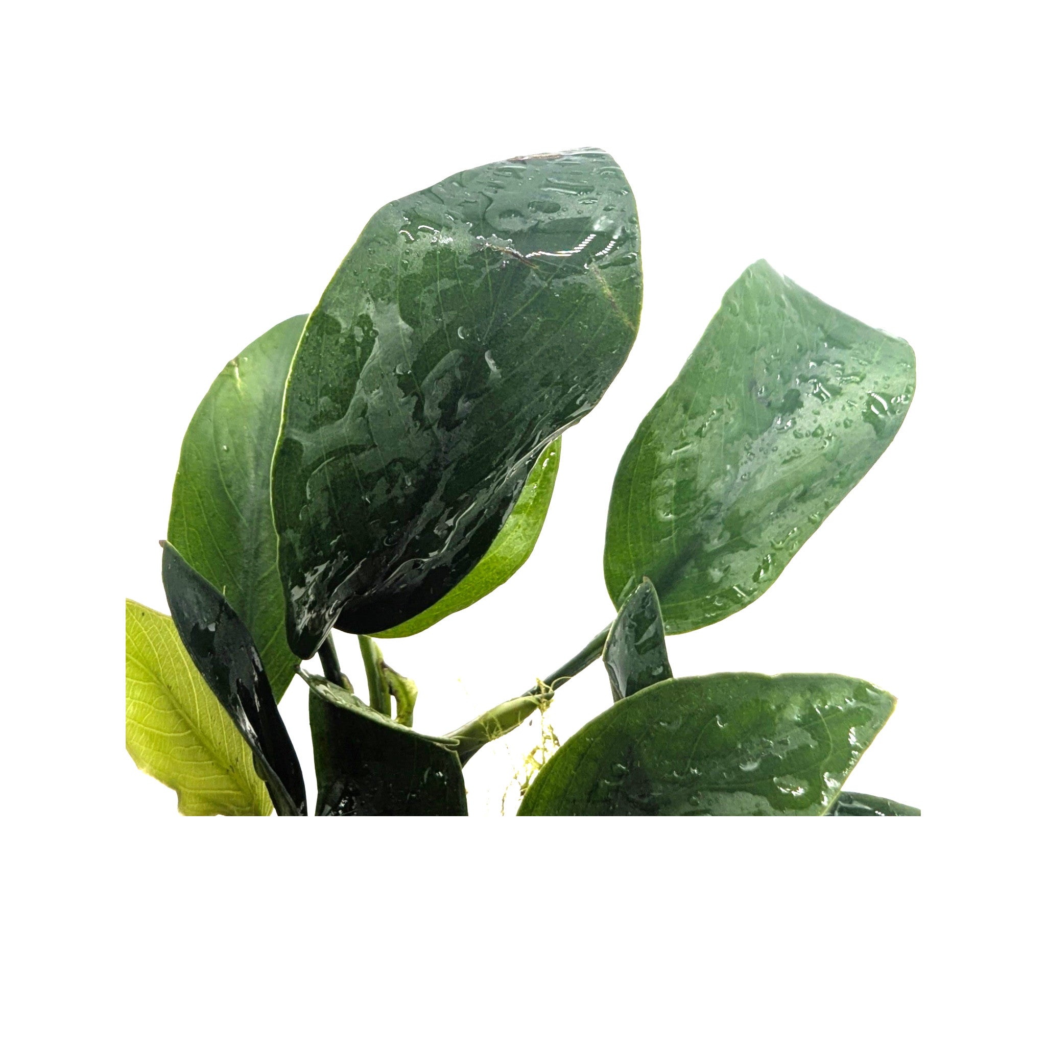 Anubias nana mini