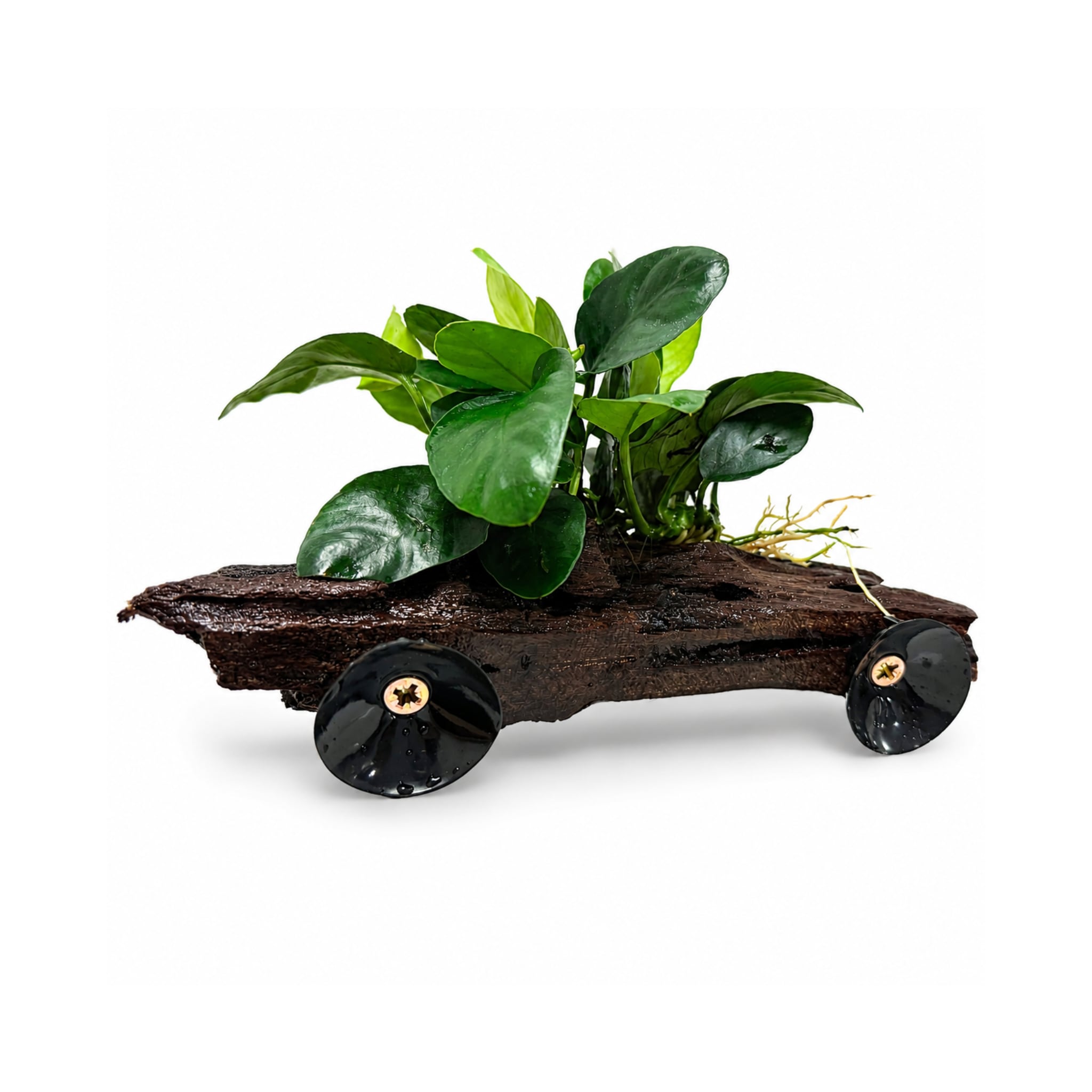 Anubias on Driftwood - Floating