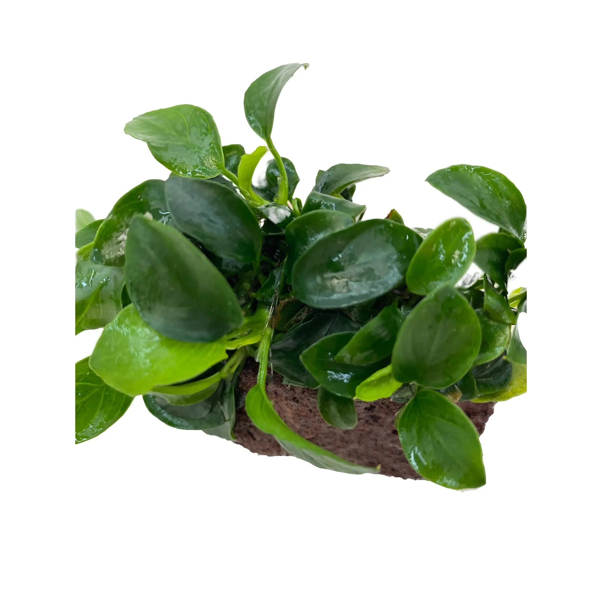 Anubias on Mini Lava Rock Aqua Essentials