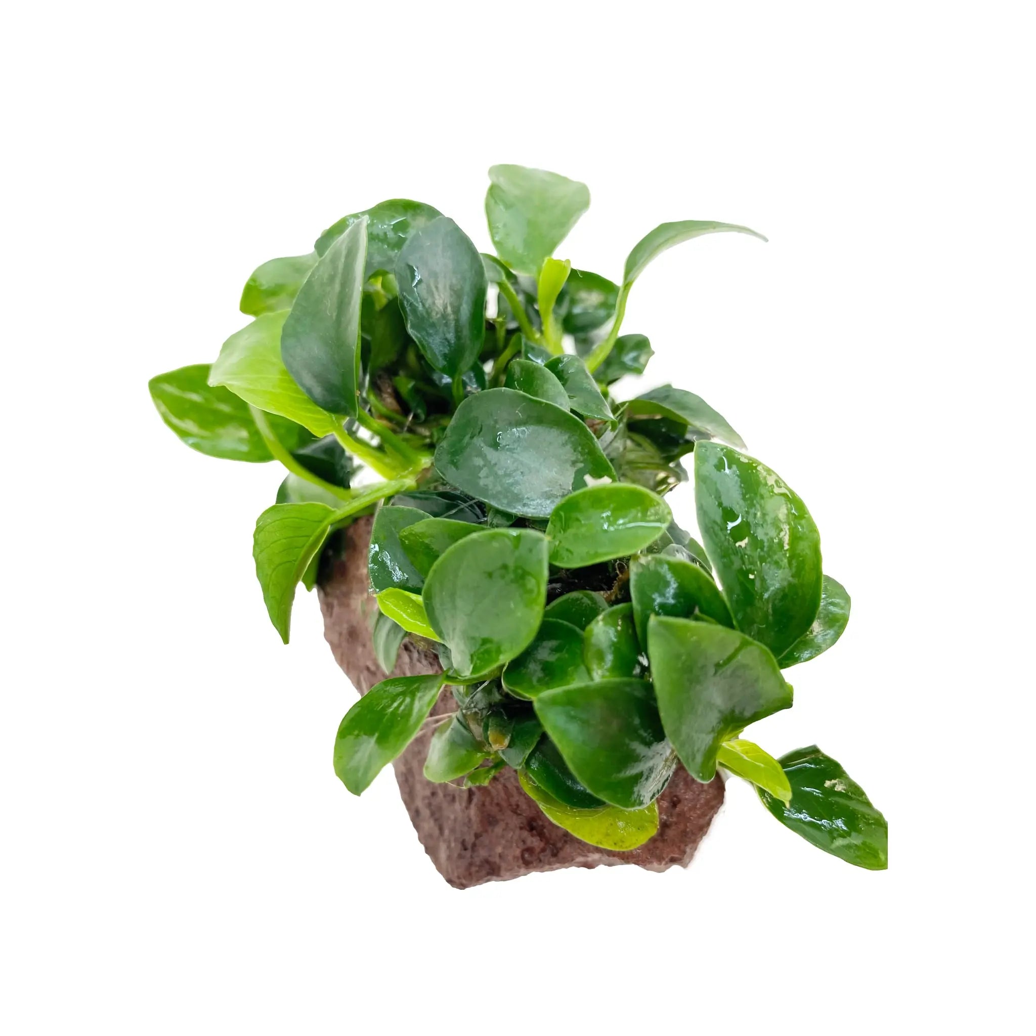 Anubias on Mini Lava Rock Aqua Essentials