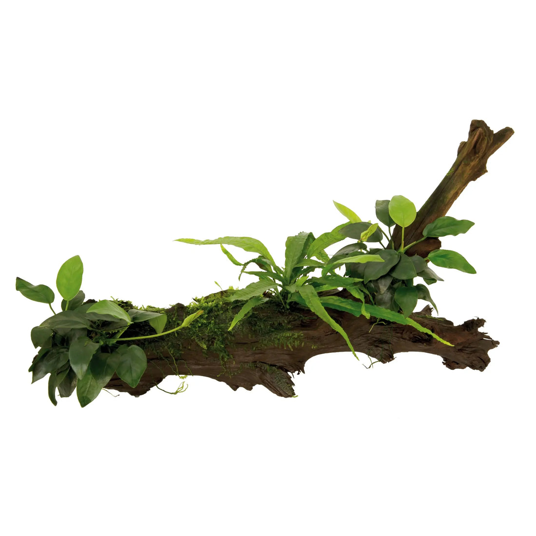 Anubias, Microsorum and Moss on Wood - XLarge Aquafleur