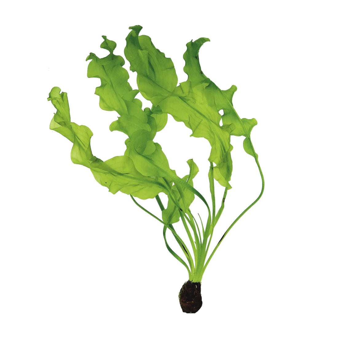 Aponogeton ulvaceus (WITH LEAVES) - Aqua Essentials