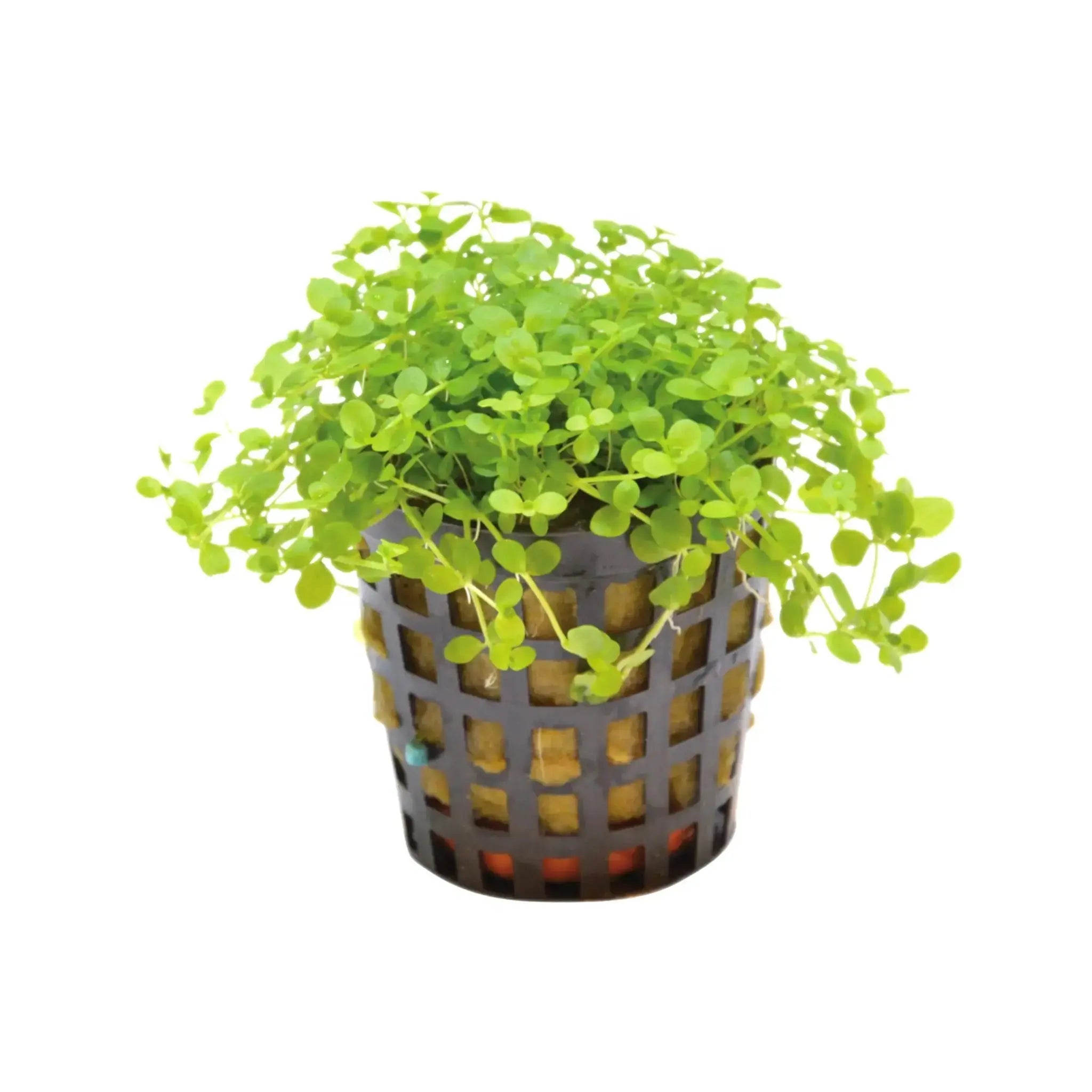 Micranthemum Monte Carlo Aquafleur