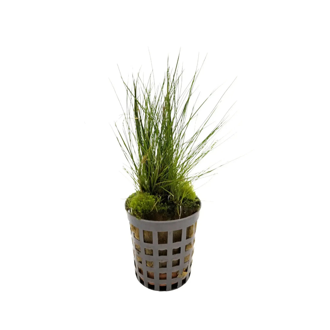 Eleocharis acicularis | dwarf hairgrass Aquafleur