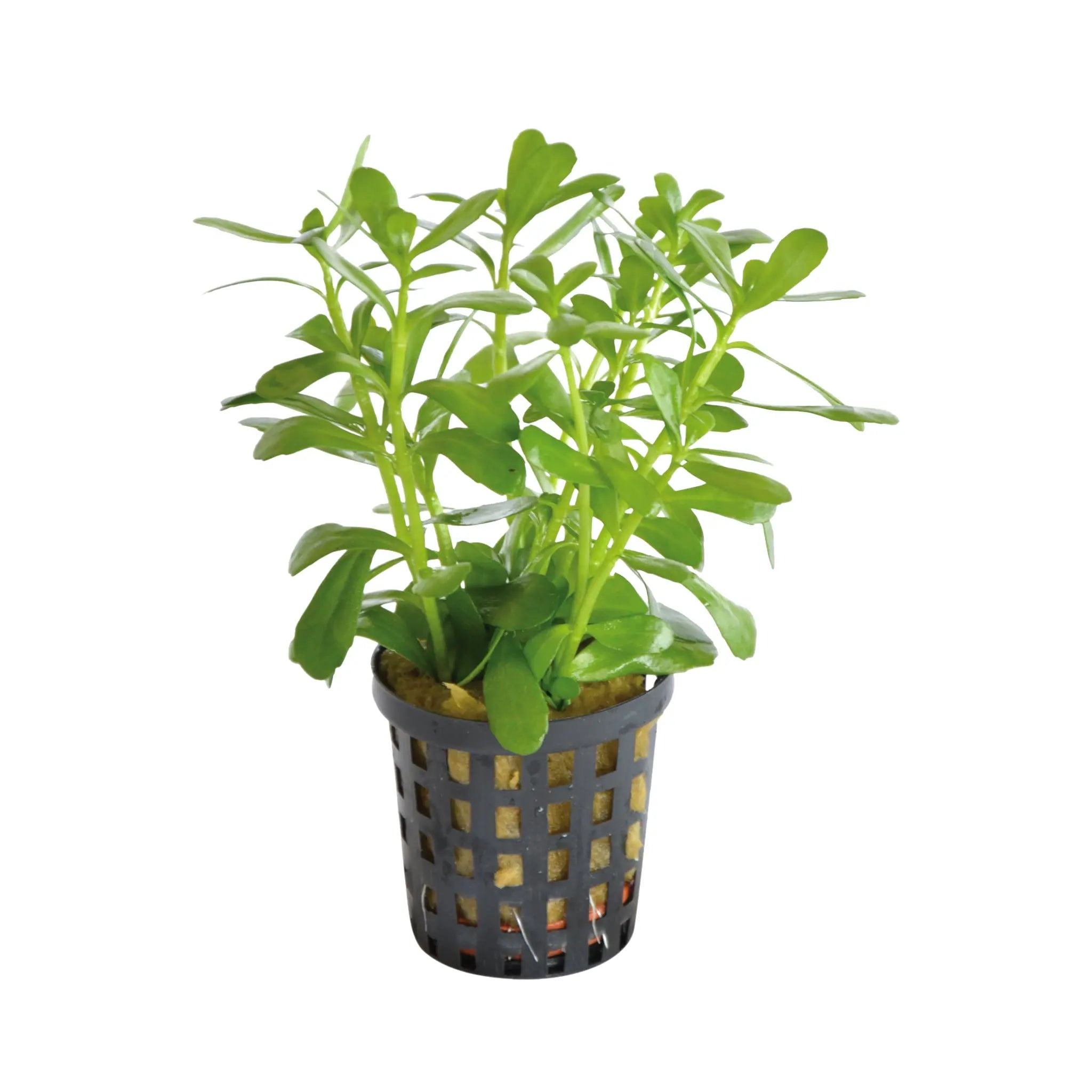 Bacopa monnieri compacta - Aqua Essentials