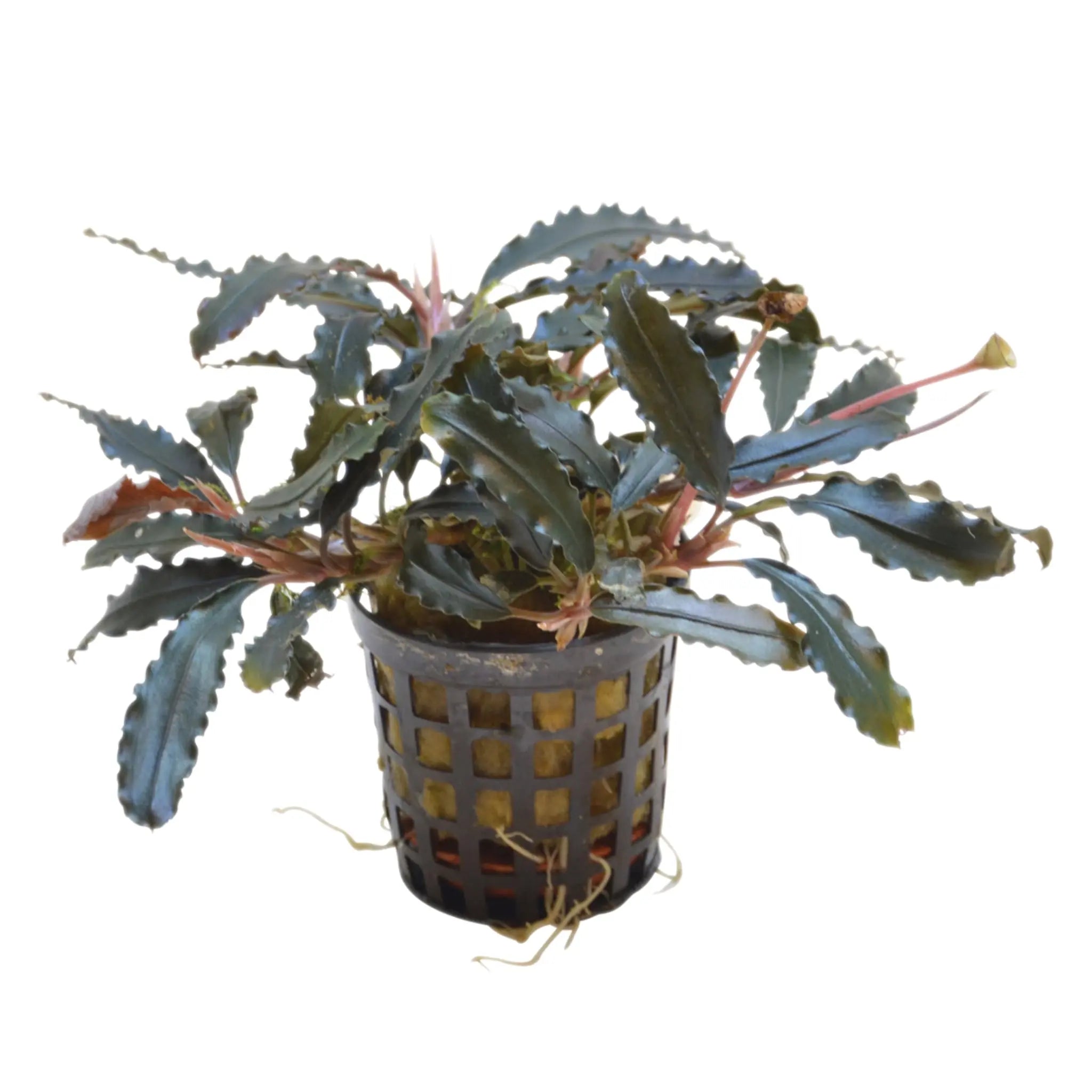 Bucephalandra biblis - Aqua Essentials