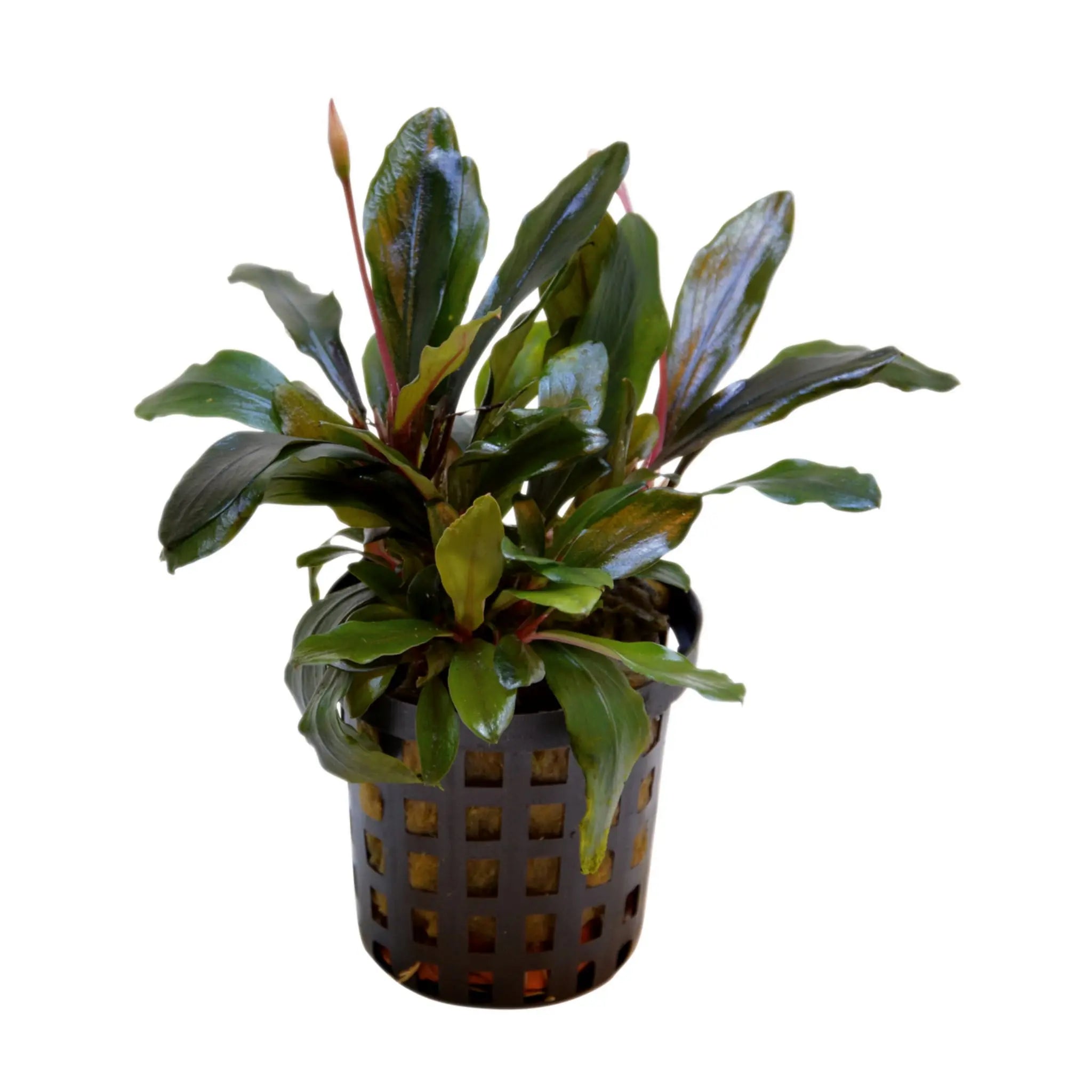 Bucephalandra theia - Aqua Essentials