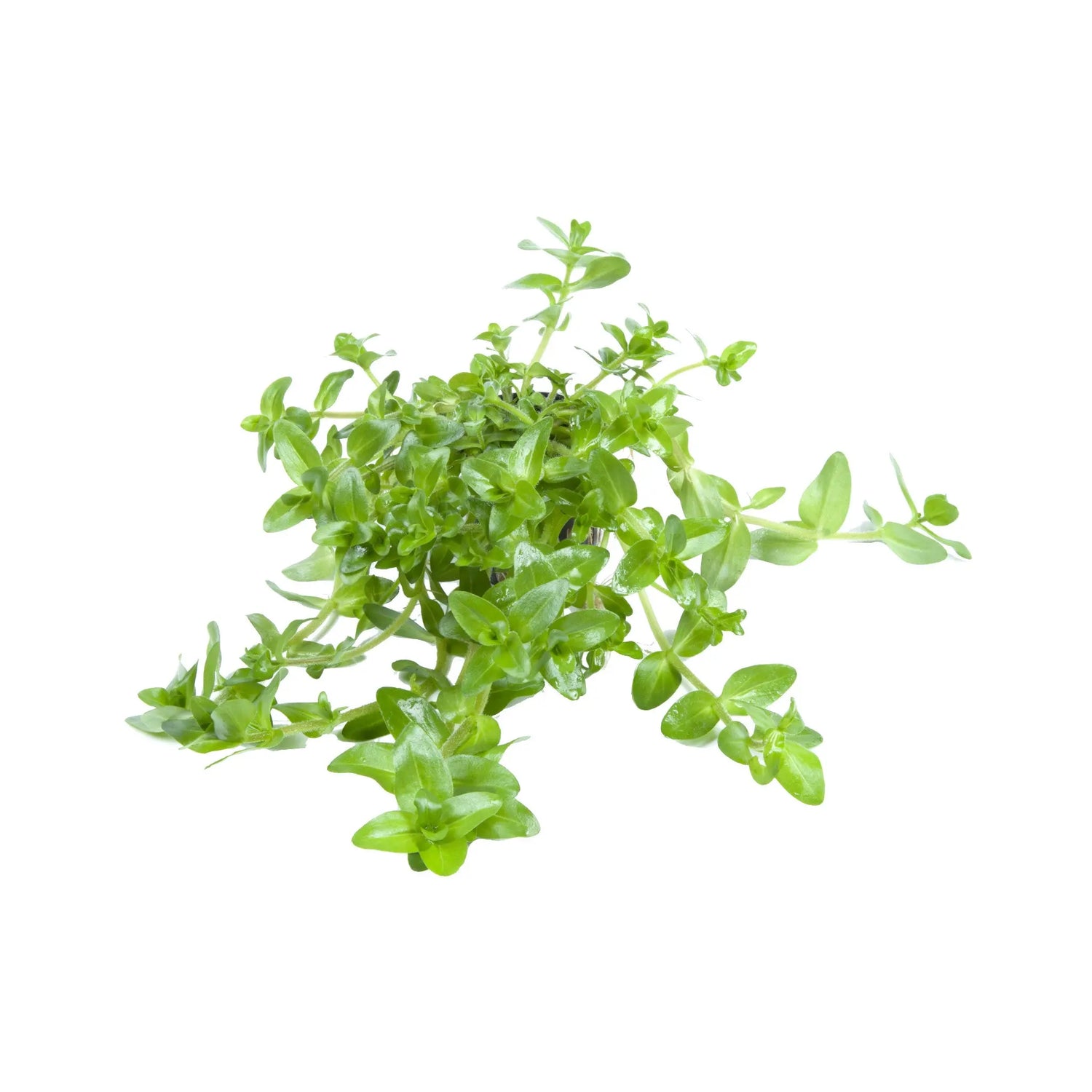 Bacopa amplexicaulis (Giant bacopa) Aquafleur