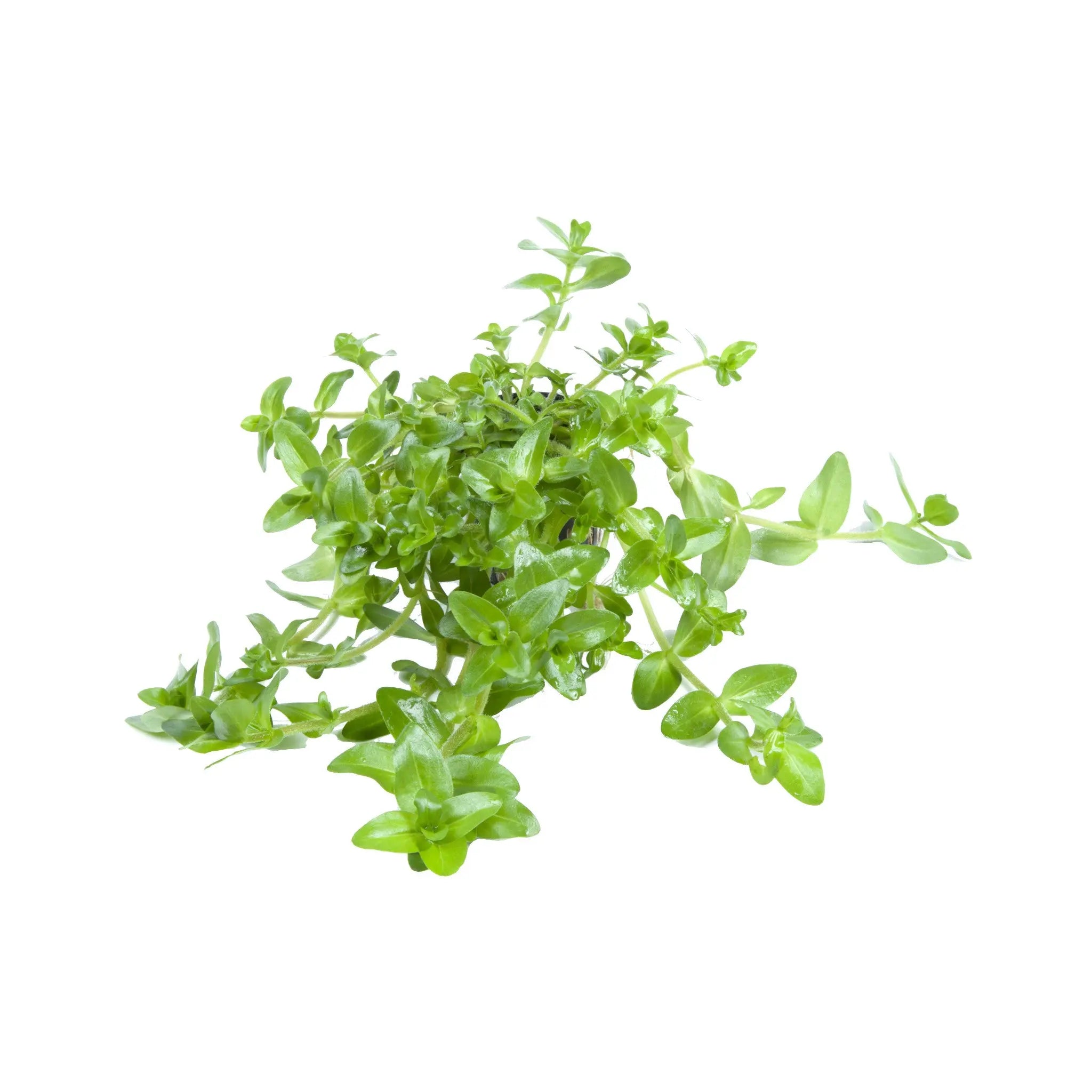 Bacopa amplexicaulis (Giant bacopa) Aquafleur