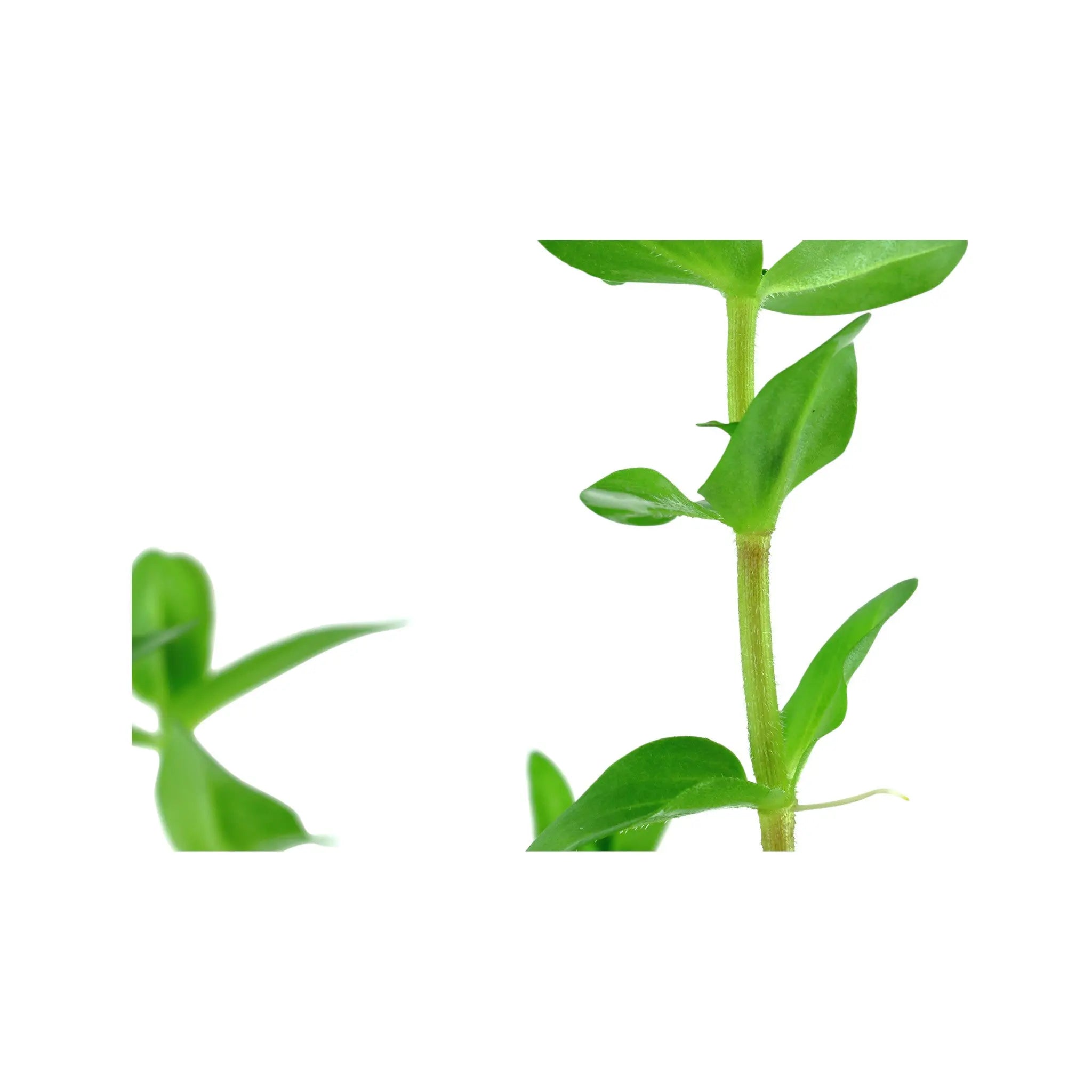 Bacopa amplexicaulis (Giant bacopa) Aquafleur