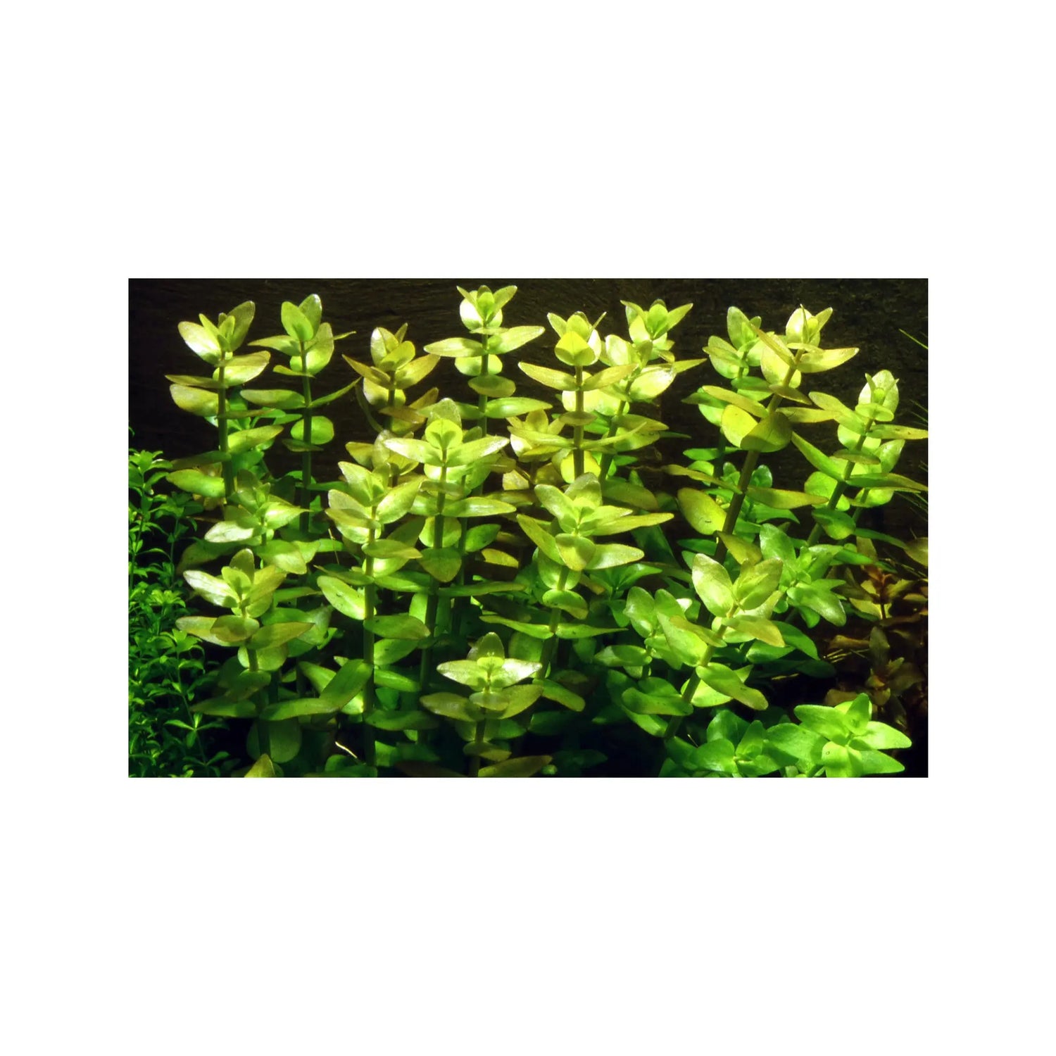 Bacopa amplexicaulis (Giant bacopa) Aquafleur