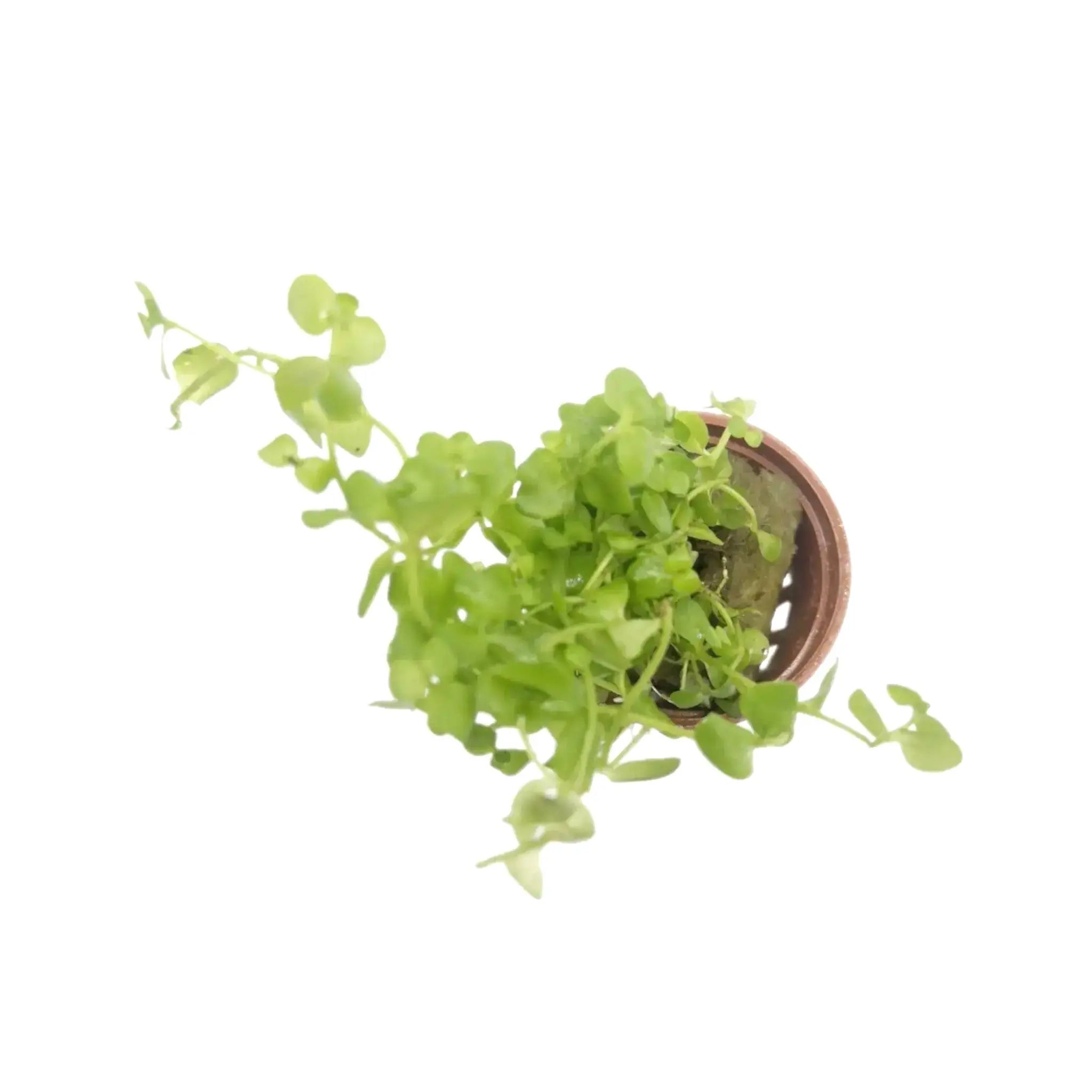 Bacopa australis (Australian bacopa) Tropica