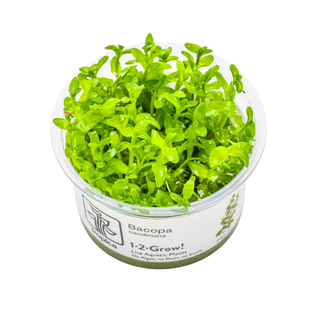 Tropica Bacopa carolina 1-2-GROW!