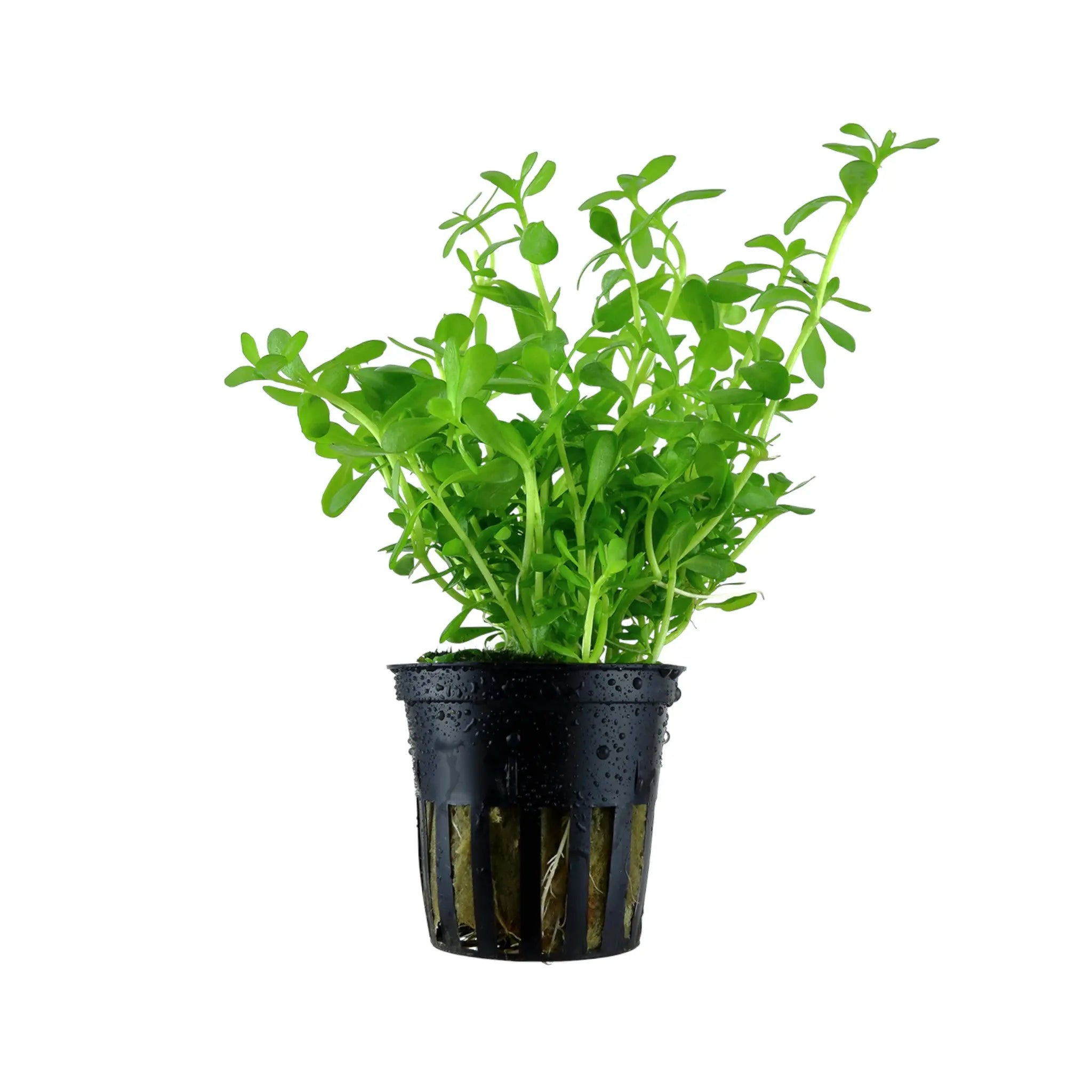 Bacopa monnieri compacta Aquafleur