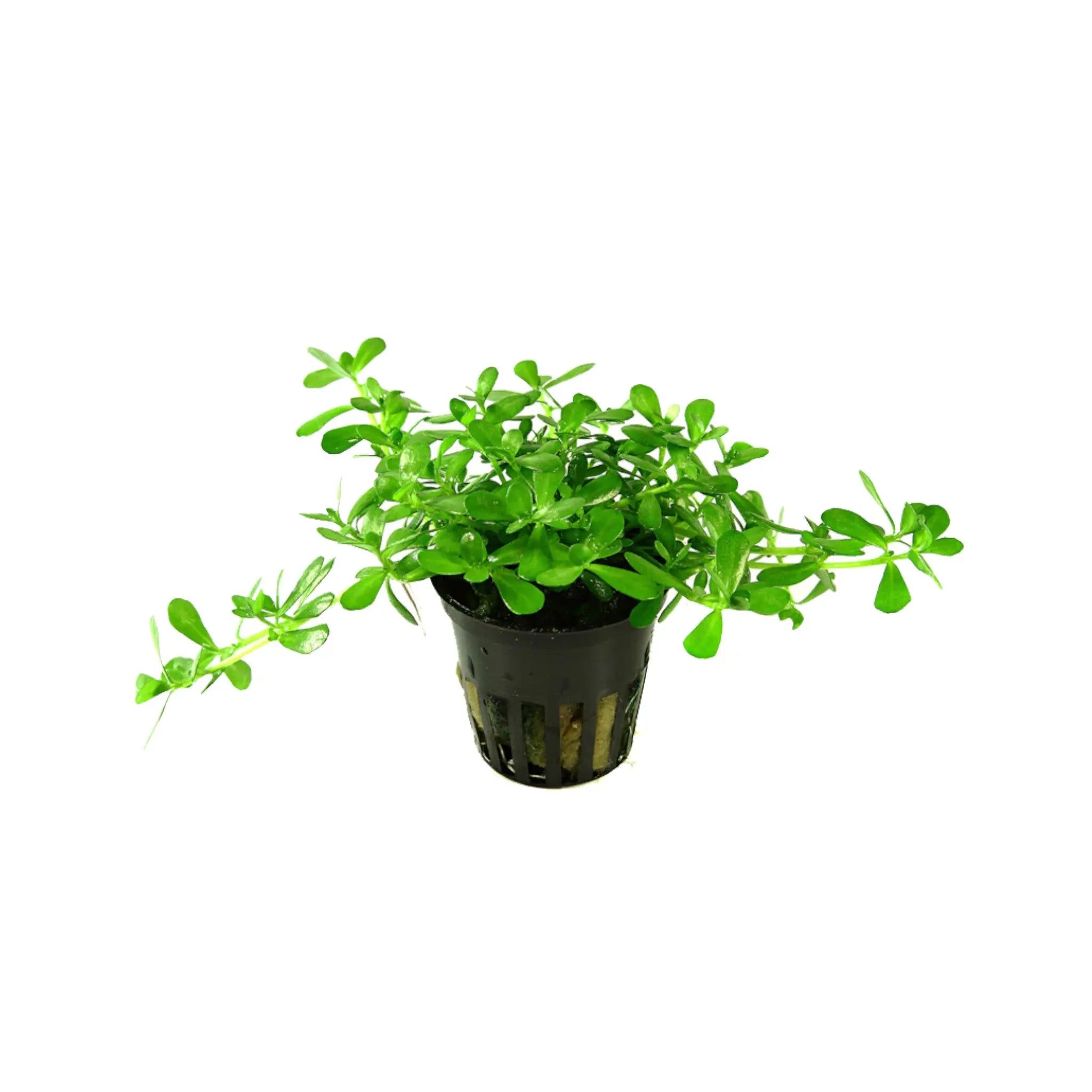 Bacopa monnieri compacta Aquafleur