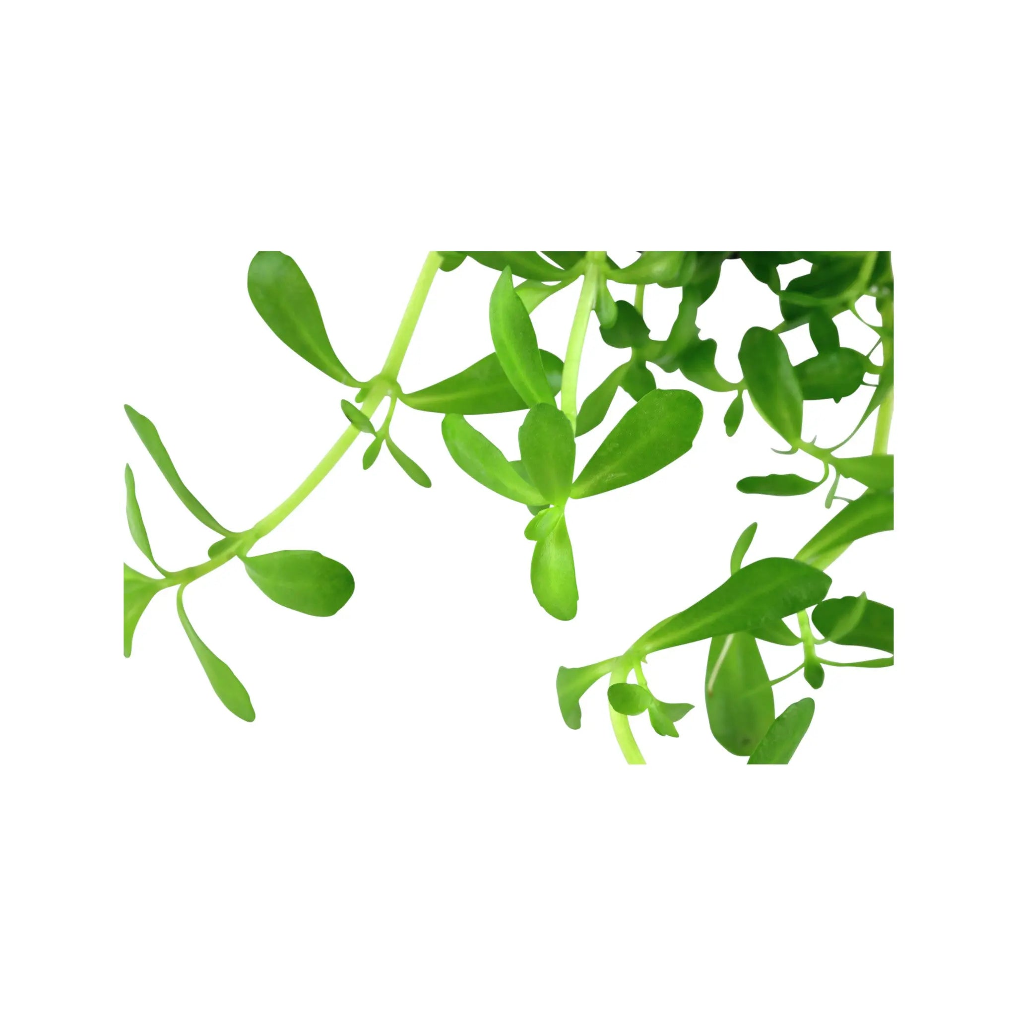 Bacopa monnieri compacta Aquafleur